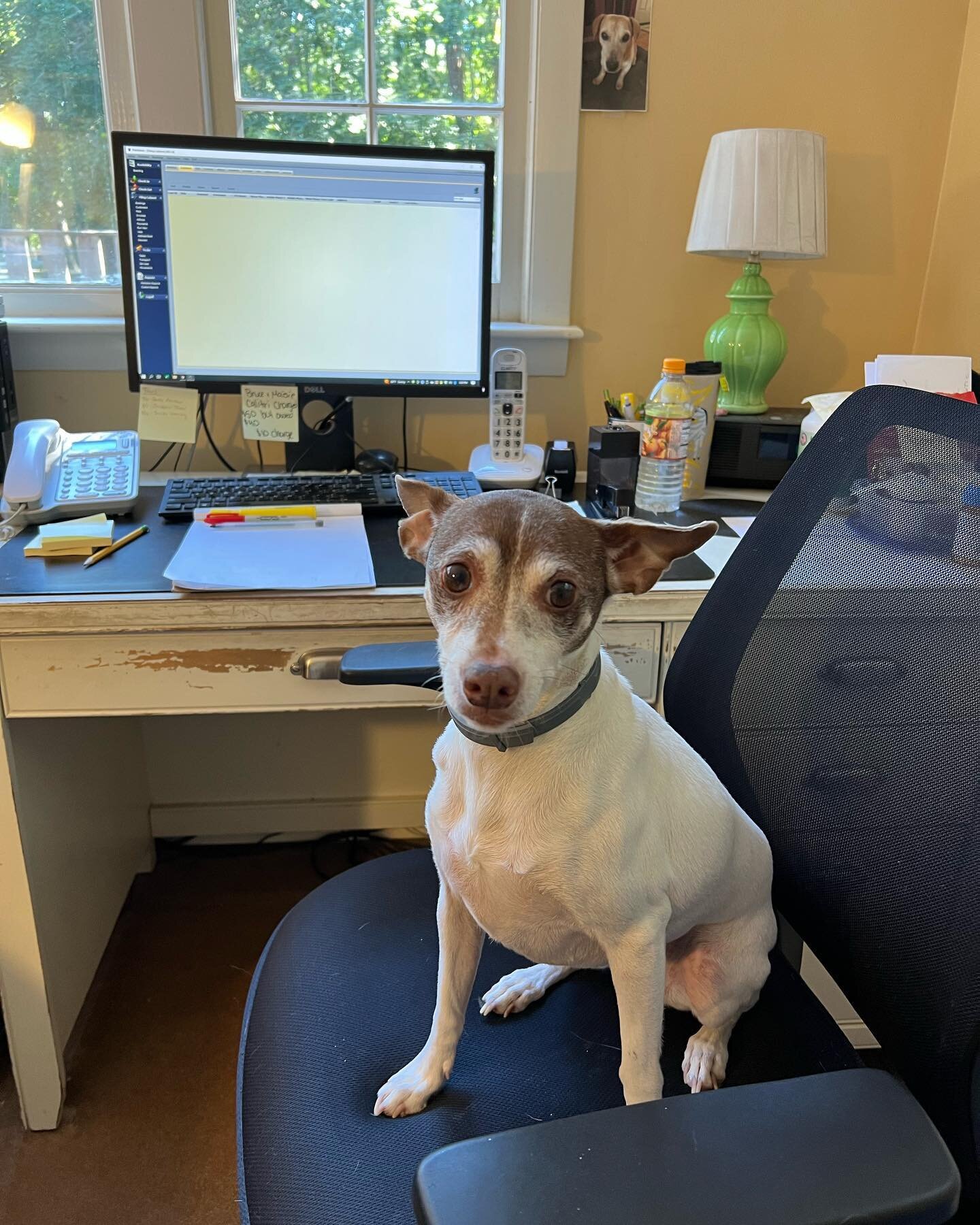 Lucy insisted on managing the office today 😍 #workinghard #officedog #cutie #rescuedog #dogsofinstagram #dogsarethebest