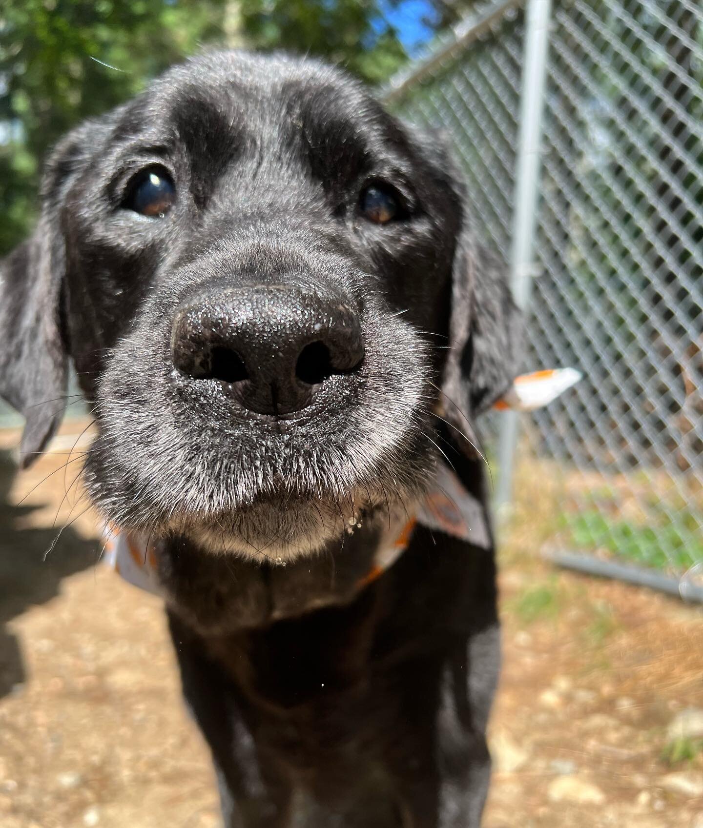 Our friend Quan is 15!! 💕🐾🐶 #blacklab #labsofinstagram #handsome #olddog #olddogsrule #thatface #toocute #sweetdog #lovebug