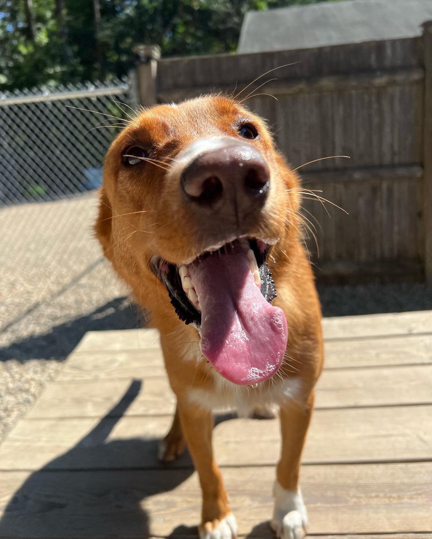 #dogs #dogsofinstagram #cute #sunsouttonguesout #happydogs #happyface #dogsmakemehappy #dogboarding #doggydaycare #duxburyma