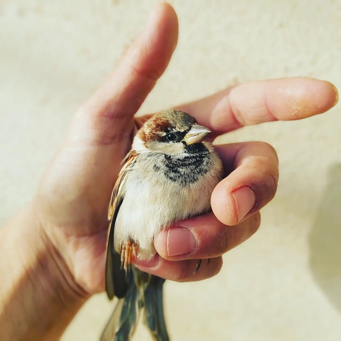 Sparrow 

#veterinarioadomicilio #gorri&oacute;n #cute #sparrow #birdlovers #veterinarymedicine #veterinarios #bird #vetlife #vetmed #animalesexoticos #vet  #animalhealth #medicinaveterinaria # #cockatoolove #birds #veterinary #friendlybird #mascota 