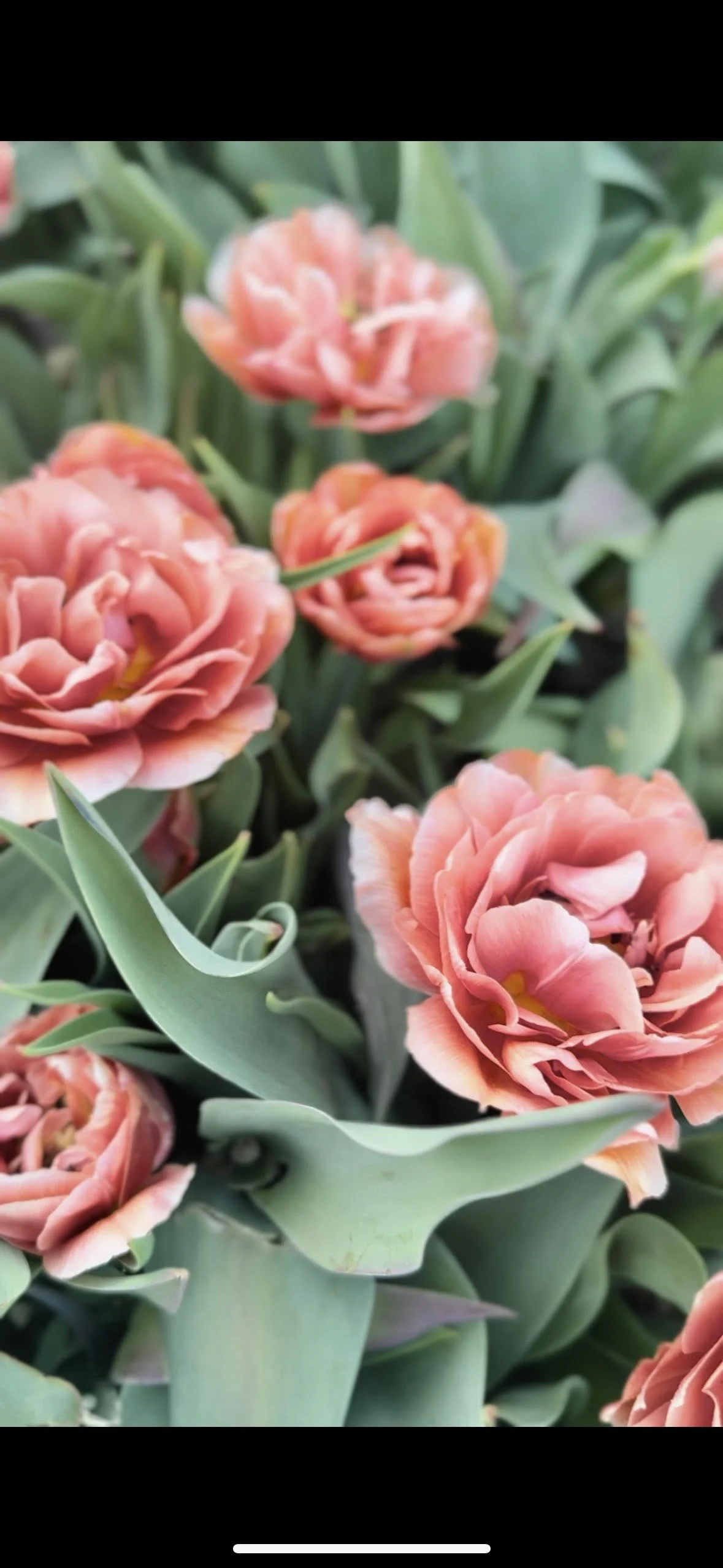 tulip 1.jpg