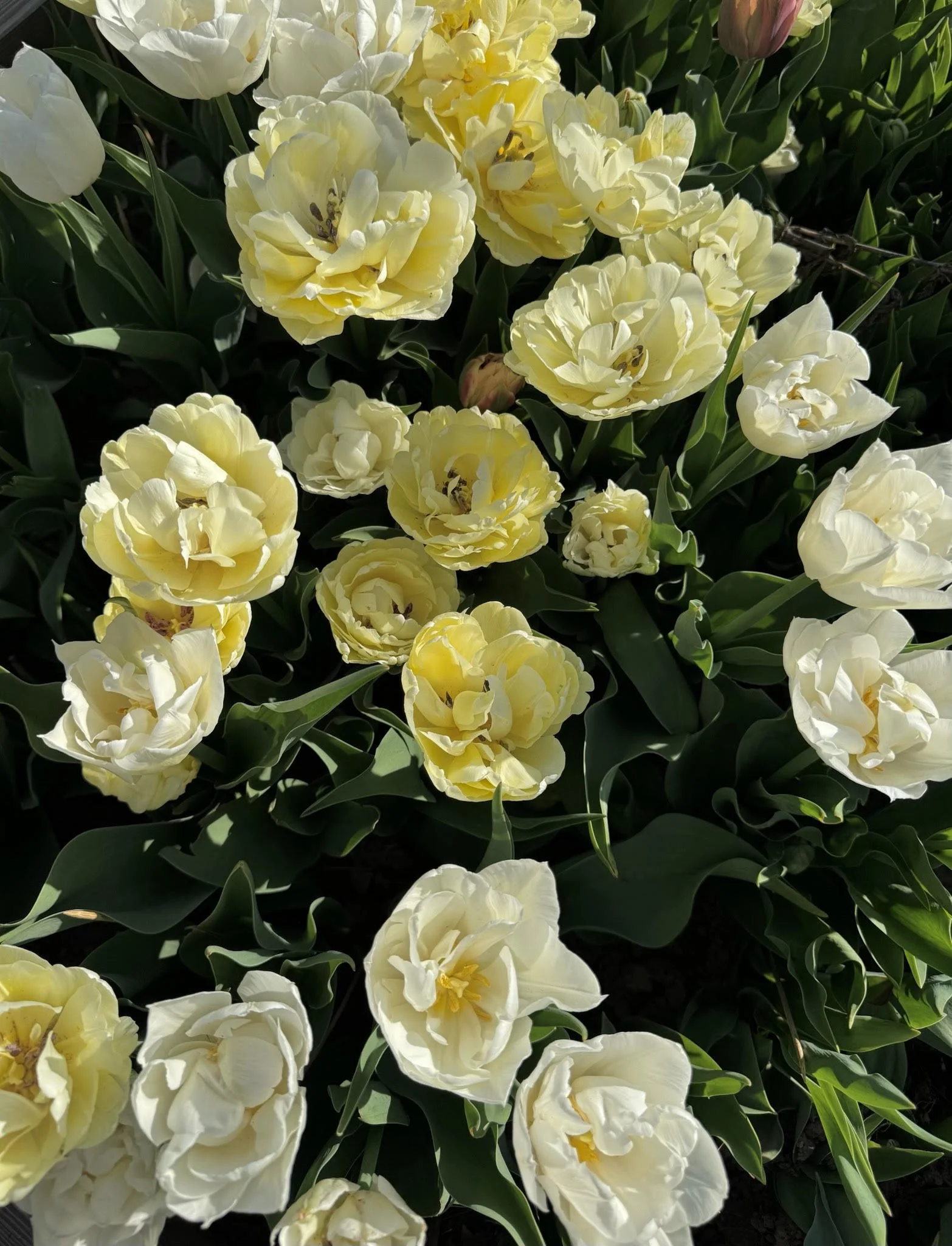 tulip 3.jpg