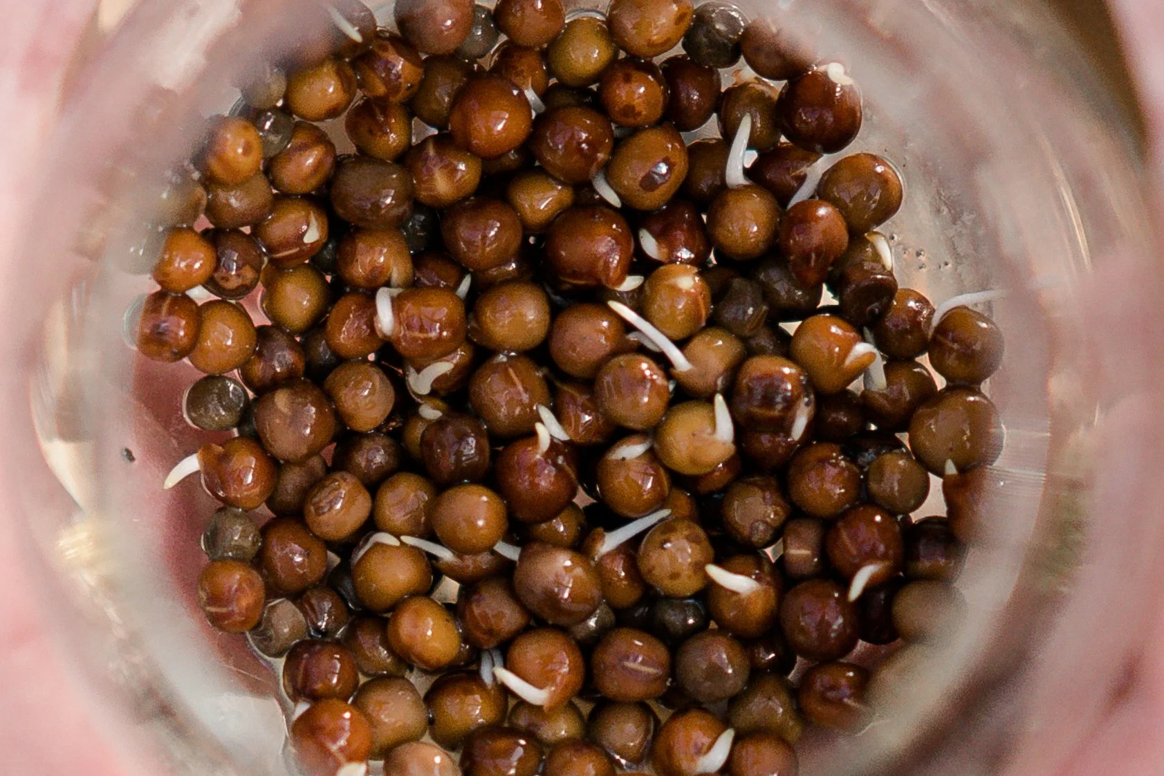 The Flower Seeds We’re Buying in January