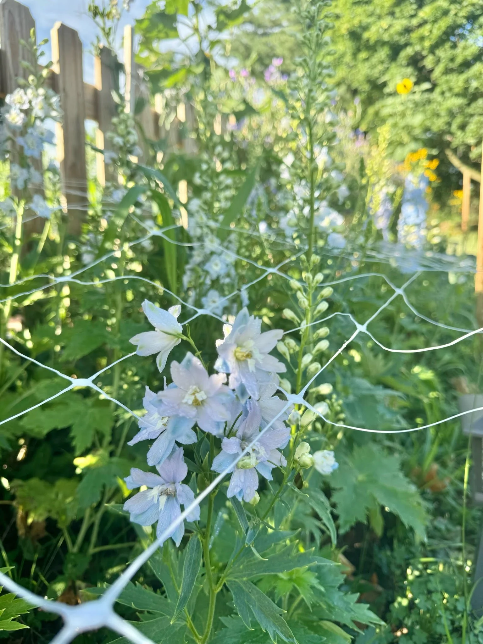 How to Grow Delphinium