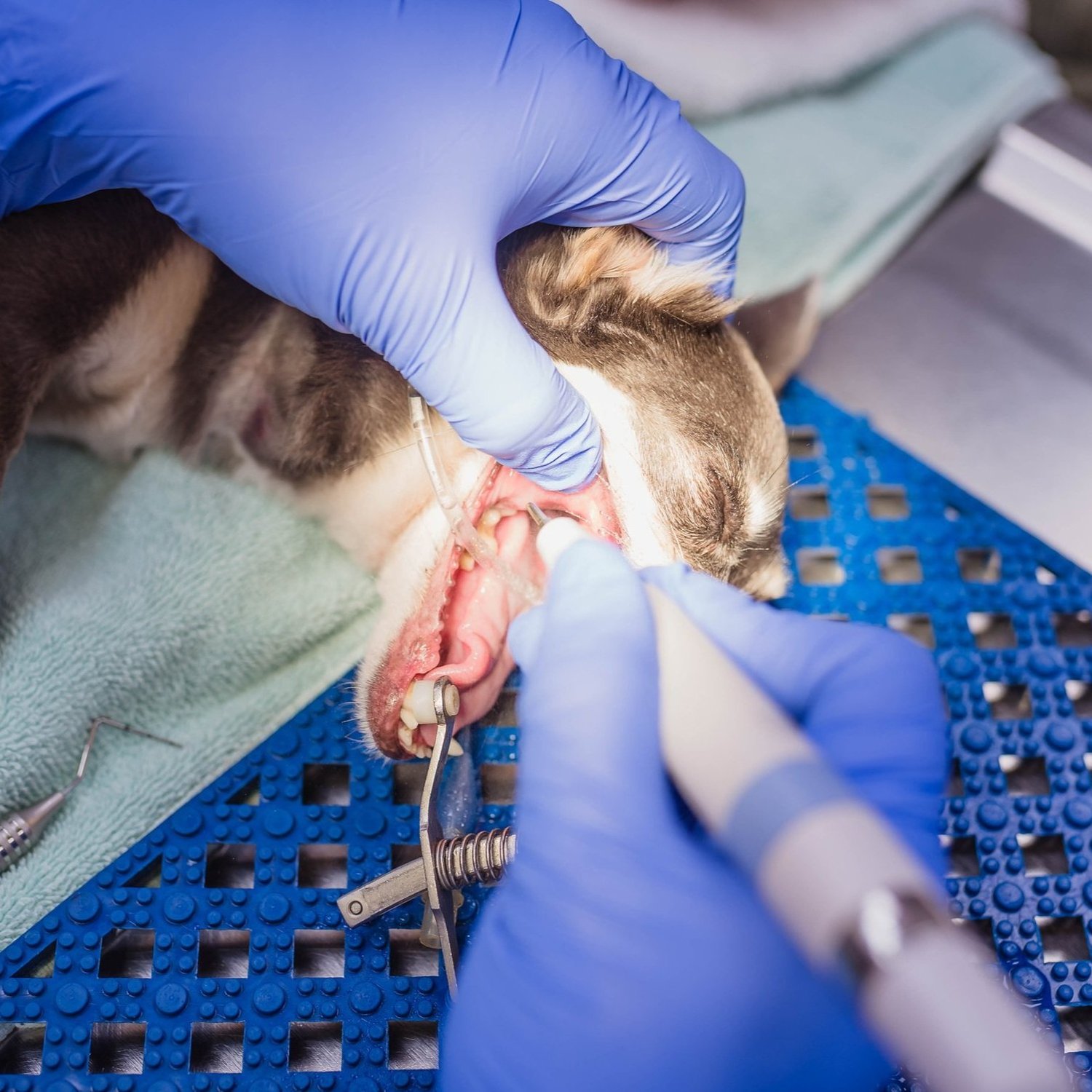 Services - Veterinary Clinic in Rocky Mount NC - Hicks Animal Clinic