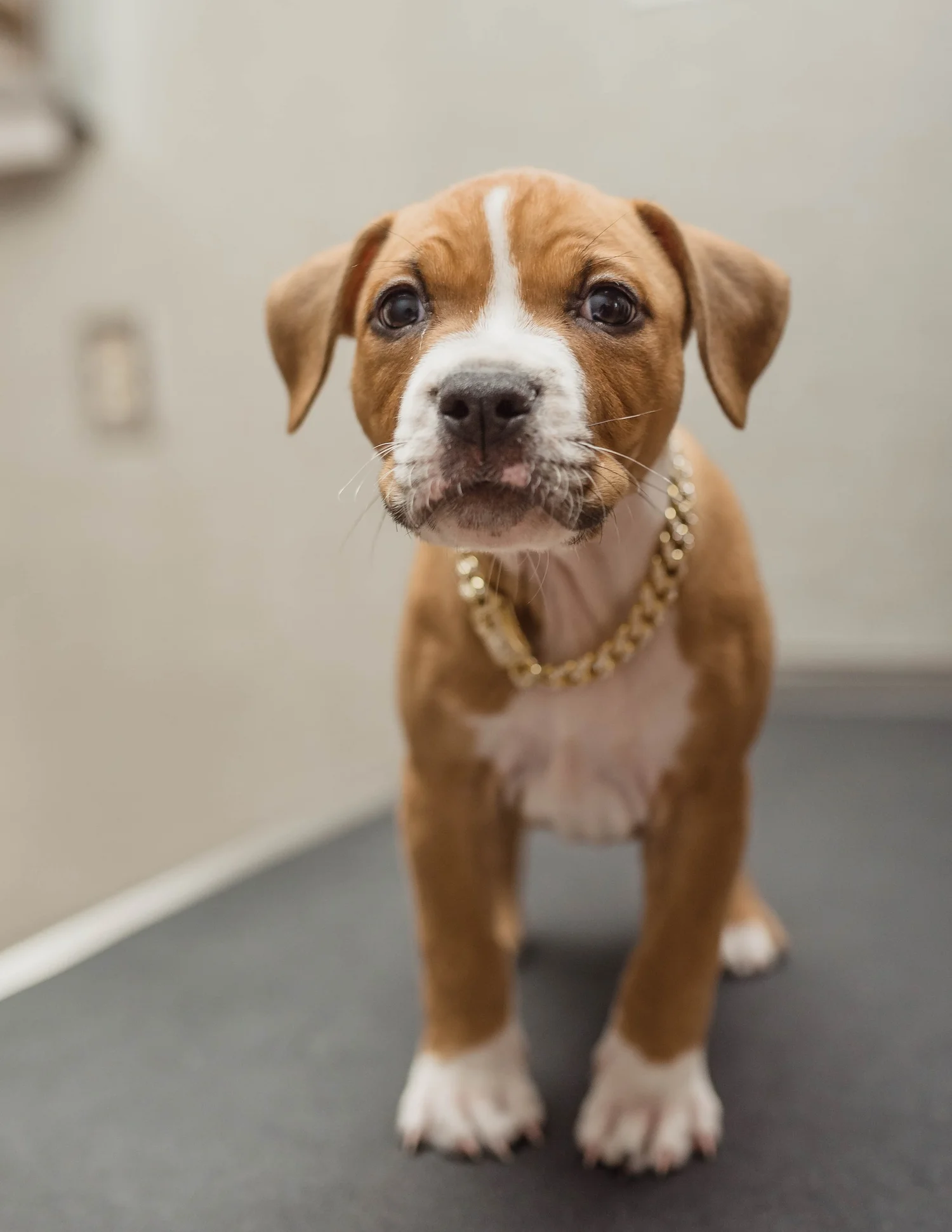 Pet pictured on the Hicks Animal Clinic Greenville page