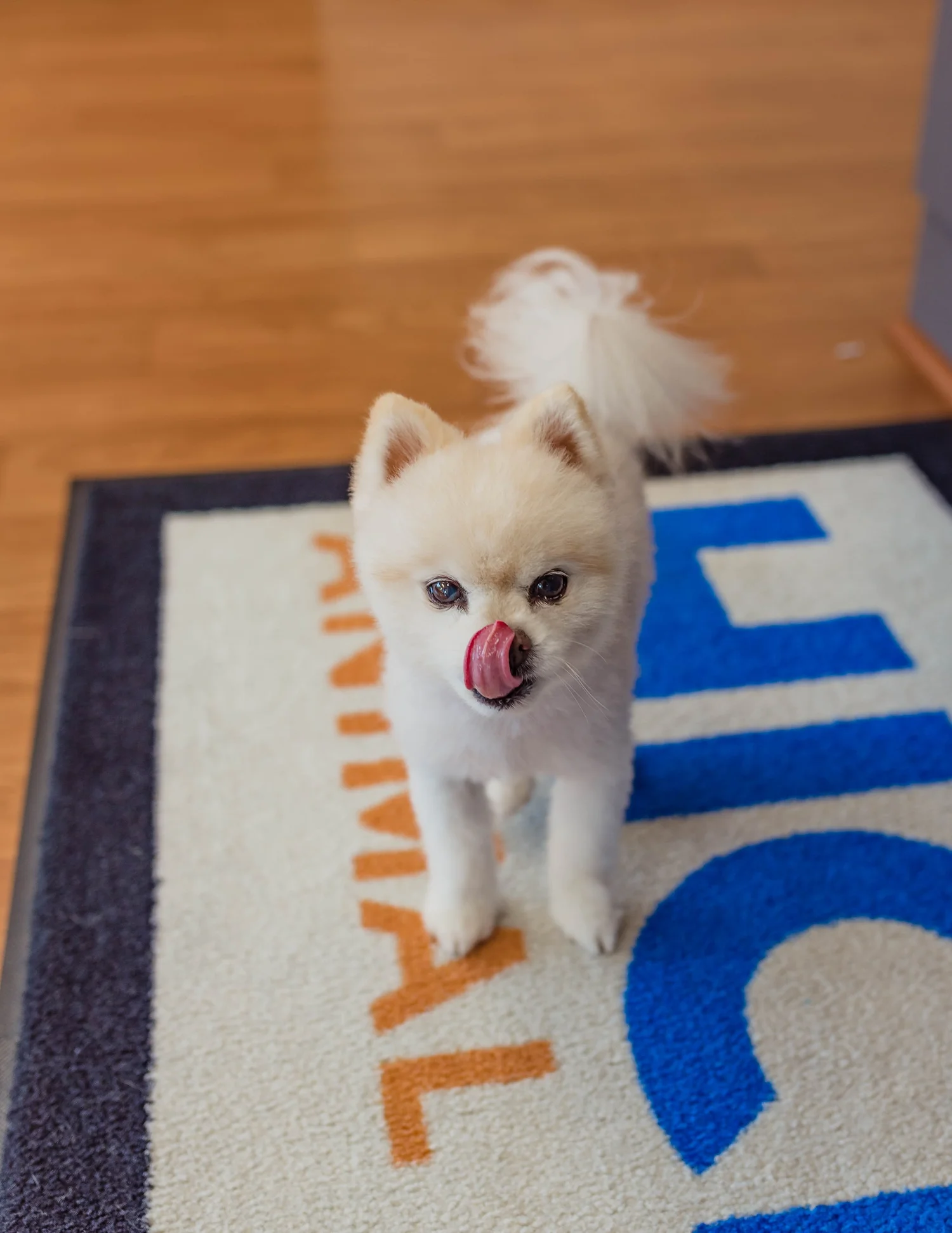 Pet pictured on the Hicks Animal Clinic Wilson page