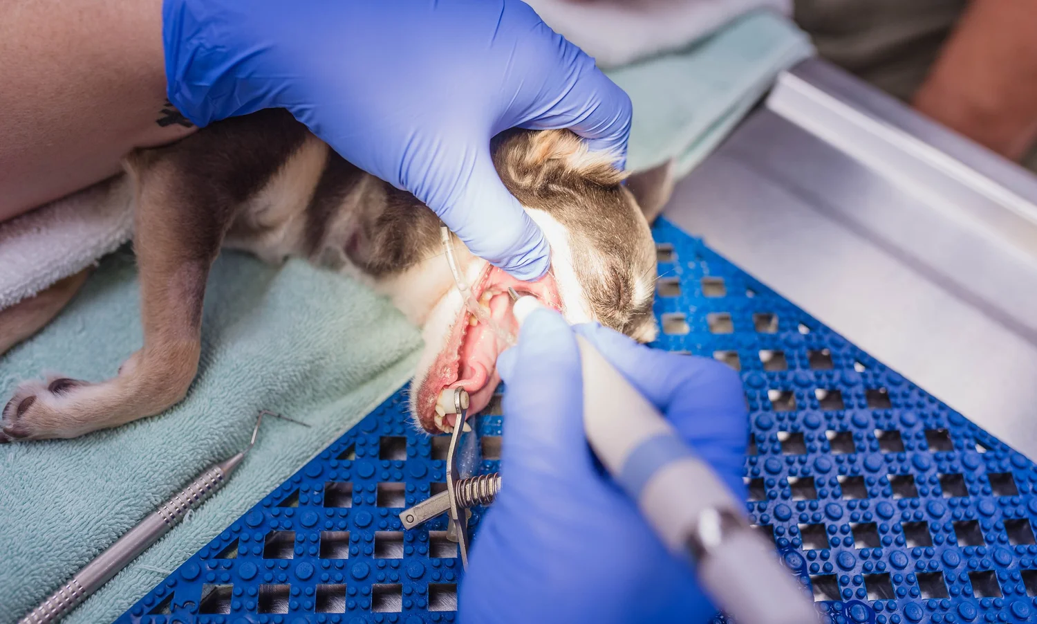 Dental care photograph from Hicks Animal Clinic