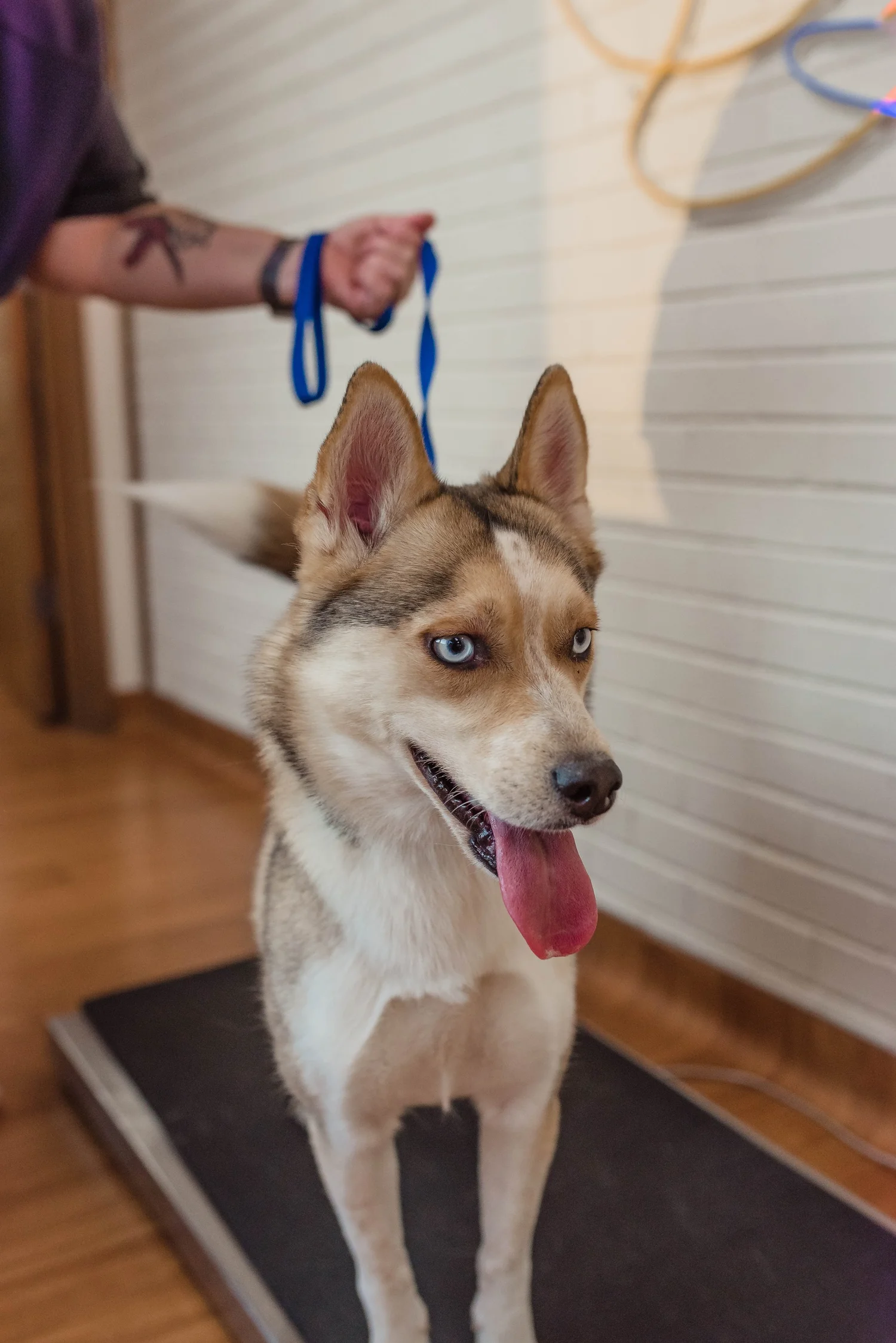 Photo from the Hicks Animal Clinic Shop page