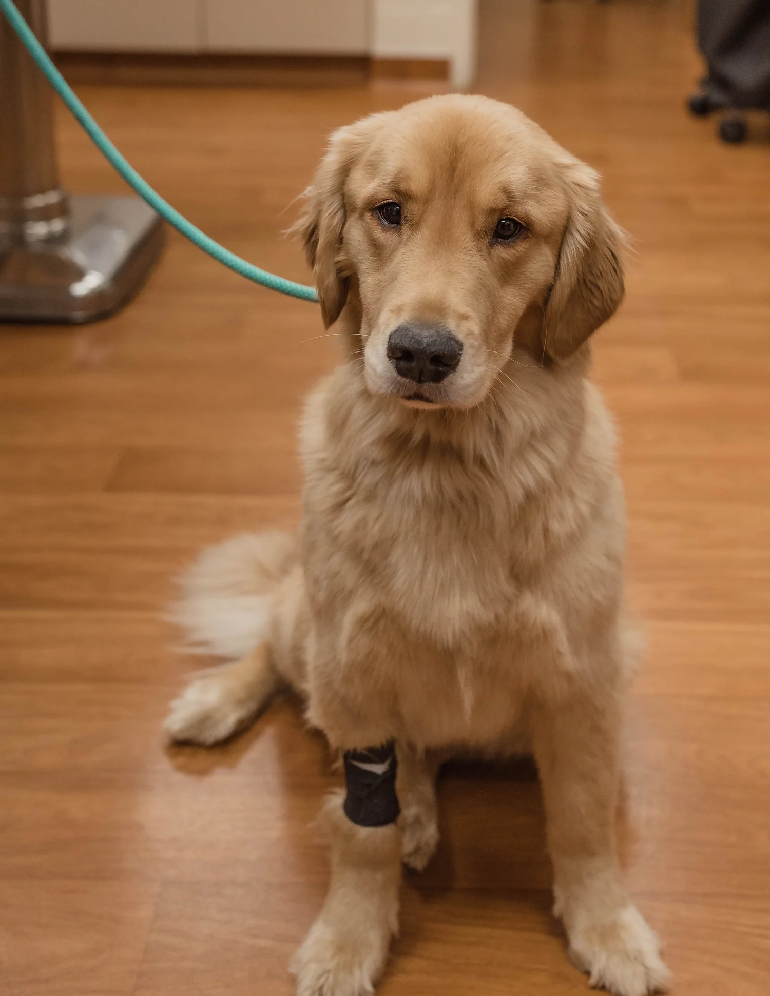 Golden retriever sitting at Hicks Animal Clinic