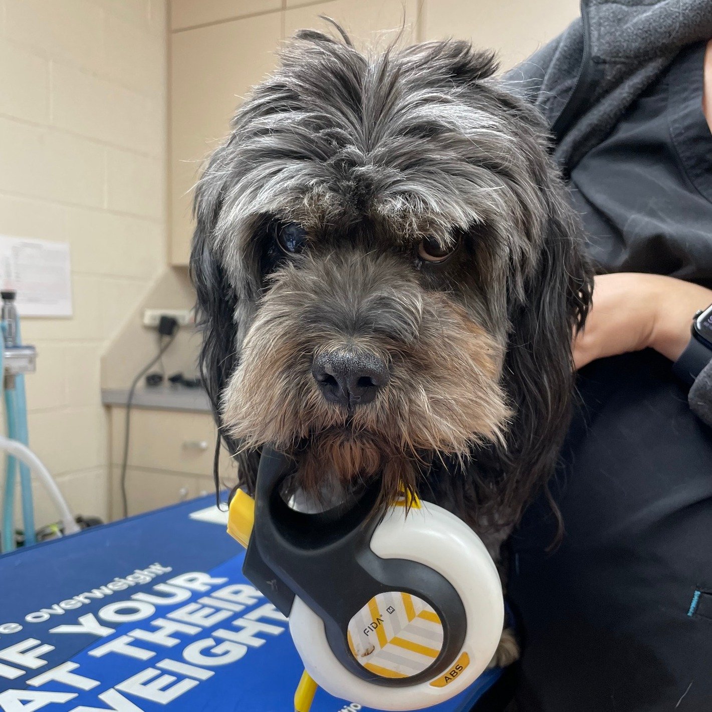 Oliver let our team know that his leash isn&rsquo;t just a leash &mdash; it&rsquo;s his emotional support object. He insists on carrying it himself! 😆🐾