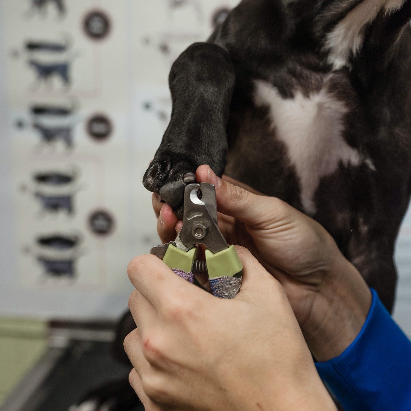 Trimming your dog's nails doesn't have to be a struggle! Regular nail care is essential for your pet's comfort and health. This guide from Veterinary Partner offers practical tips on conditioning your dog to nail trims, making the process easier for 