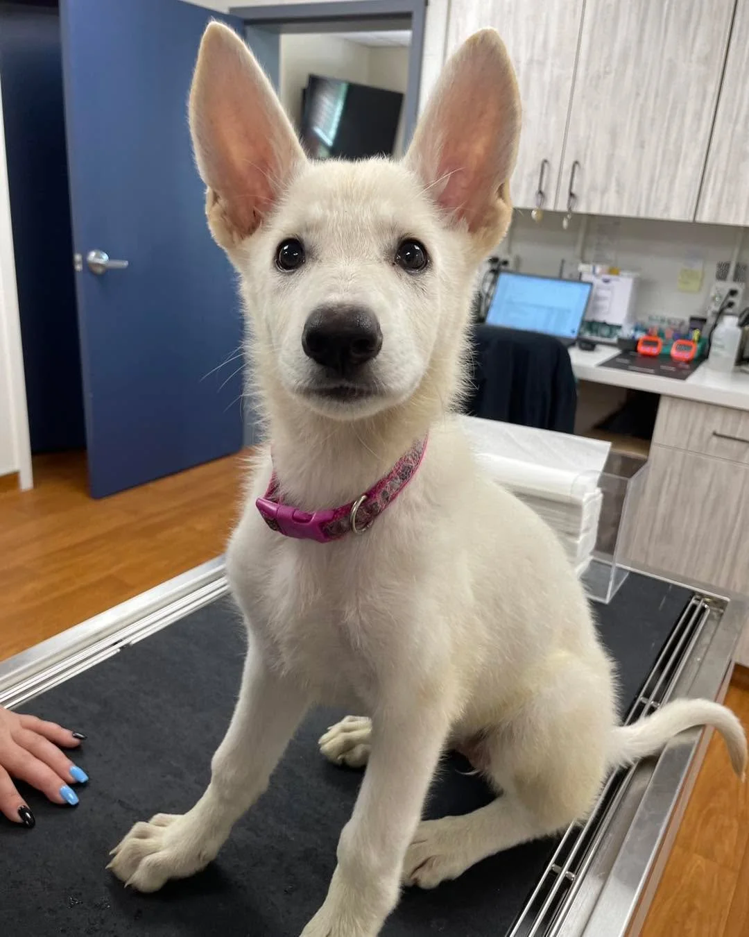 🐾 Puppy Growing Fast? Don&rsquo;t Forget to Weigh In! 🐶⚖️

Puppies grow so quickly &mdash; and that means their weight can change from month to month. If you're picking up monthly heartworm, flea, or tick preventatives, it&rsquo;s super important t