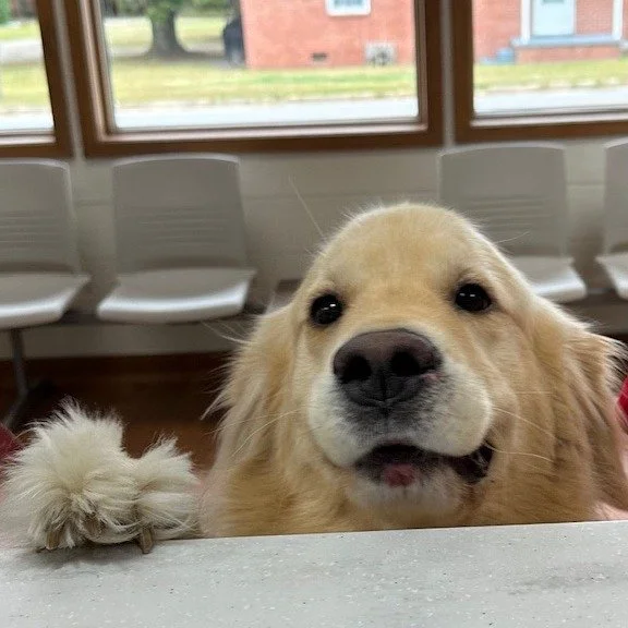 Now that we&rsquo;re no longer curbside, we love seeing your pets greet us at our brand-new reception desk. Come on in &mdash; we can&rsquo;t wait to see those happy faces 🧡