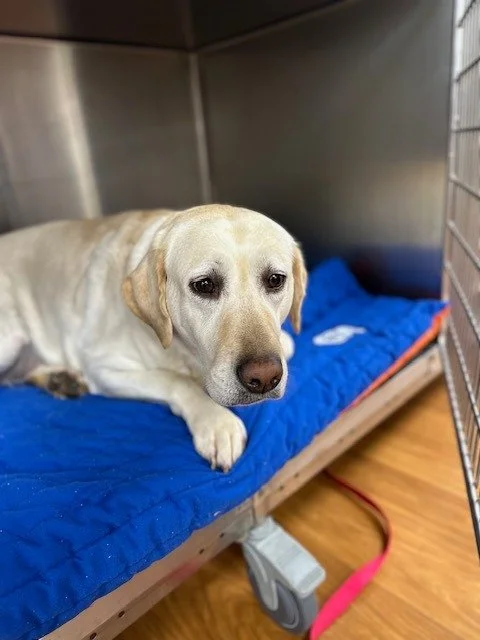 💖 Spay Day for Melania! 💖
Sweet Melania was in for her spay surgery and was such a brave girl! 🐾💞 Lots of love and snuggles from our team today!

#SpayDay #BraveGirl #HicksAnimalClinic #HealthyPets #PawsitiveVibes #CutestPatient