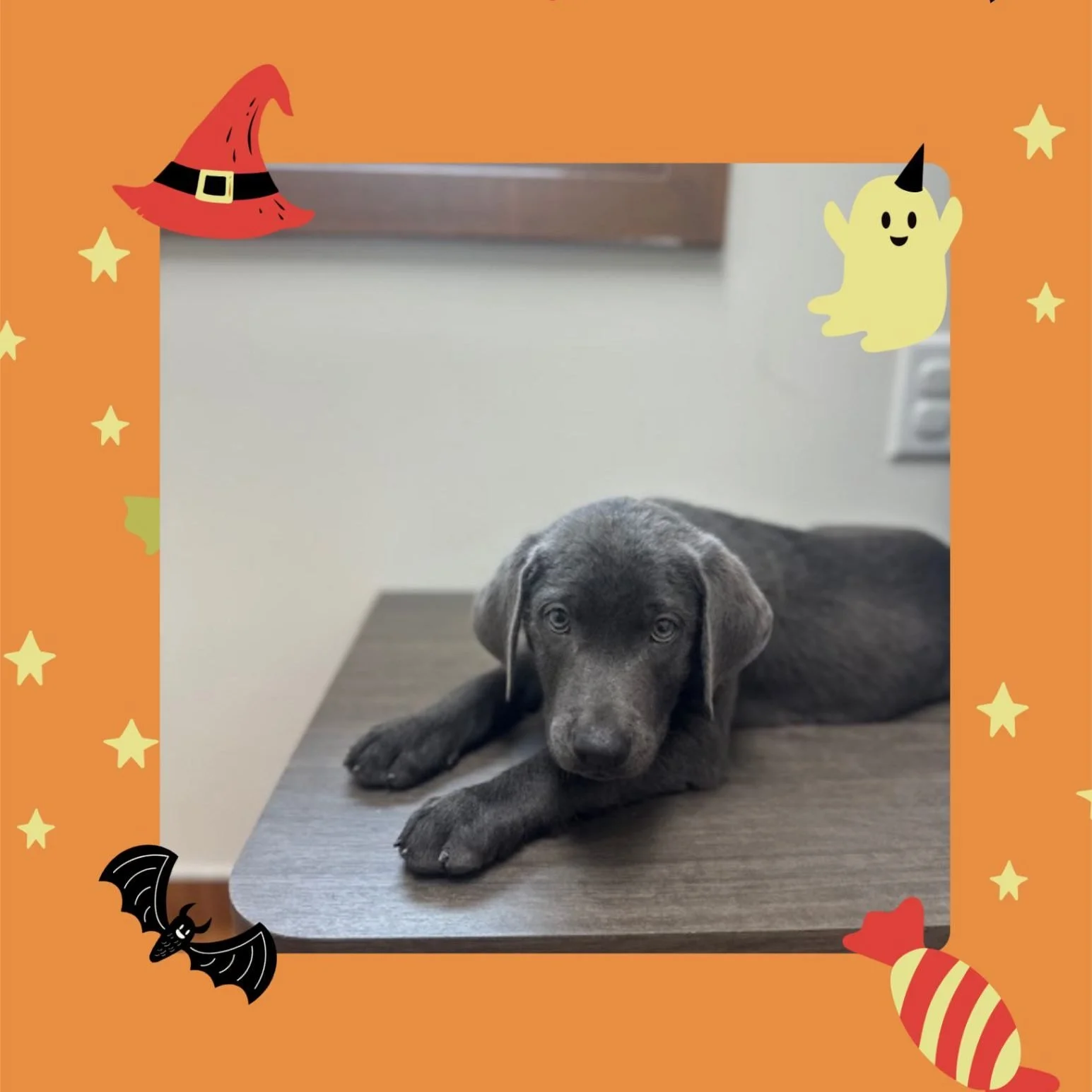 No tricks, just treats for Opie! 🍬🐾 He stopped by for his first puppy wellness exam and was the goodest little pumpkin. 🎃