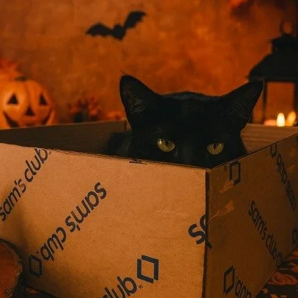 🎃😼 Public Service Announcement:
Black cats are NOT bad luck&hellip;
&hellip;but they will judge your life choices from across the room. 👀✨

This October, we salute our shadow ninjas who appear out of nowhere, steal our seats, and act like we are t
