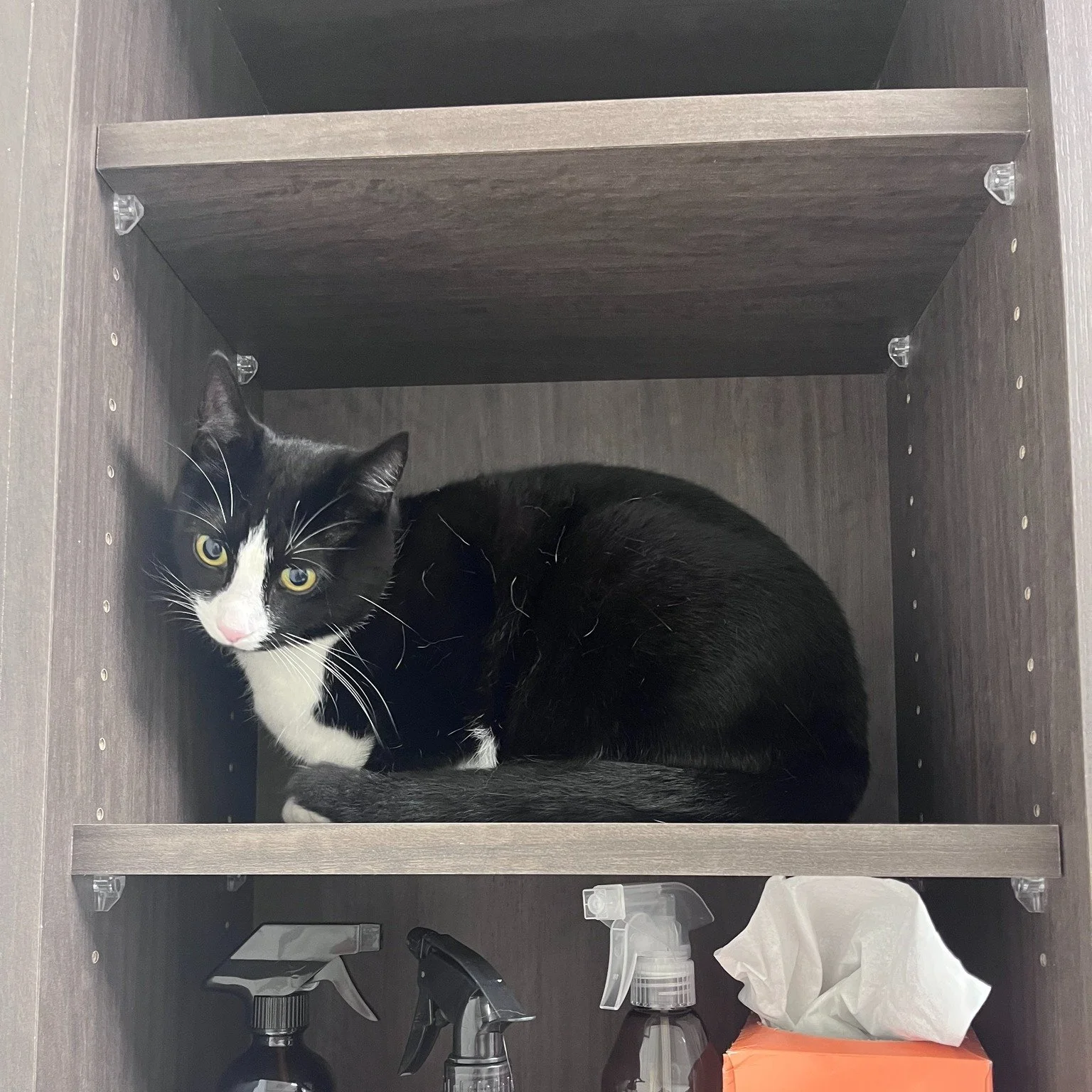 Emma gave our new cat-only room two paws up! She loved exploring the climbing tree and relaxing in her stress-free space. We&rsquo;re so excited to offer a calm, comfortable environment just for our feline friends at Hicks Animal Clinic! 🐱💙🧡
👉 Bo