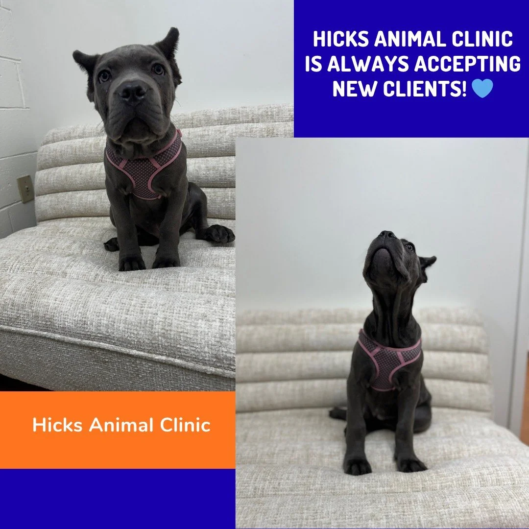 🐾 Looking for a trusted veterinary team for your furry family member?
Hicks Animal Clinic is always accepting new clients! 💙

Whether it&rsquo;s your pet&rsquo;s first visit, a wellness check-up, or specialized care &mdash; our compassionate team i