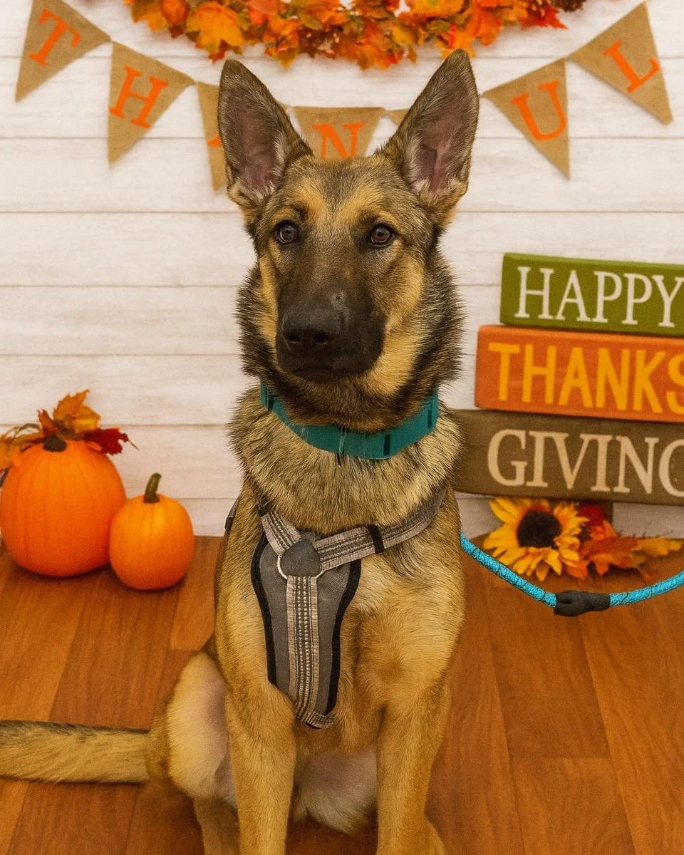 🦃🍁 Happy Thanksgiving from the entire Hicks Animal Clinic crew!
We&rsquo;re grateful every day for the trust you place in us to care for your furry family members. Wishing you a holiday filled with comfort, good food, and endless snuggles from your
