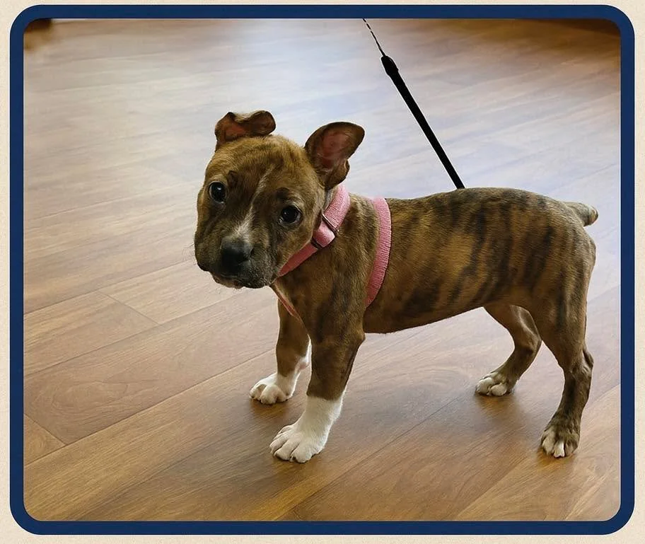 Cold weather is here! Keep pets warm, dry, and limit time outside on freezing days. Senior pets especially appreciate cozy blankets and shorter walks. ❄️🐶🐱 #WinterPetCare #HicksAnimalClinic #PetCareTips #vetclinic