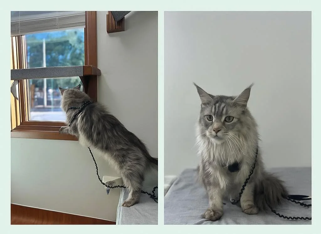 Special Visitor Today: Cinder the Maine Coon! 10/10 fluff. 12/10 charm. Would cuddle again. 🐾 😻

#MaineCoonMagic #FluffyVisitor #ClinicCutie #HicksAnimalClinic #PetCare #CatCheckup #BigFluffyEnergy #Purrfection #CatsofFacebook #VetLife