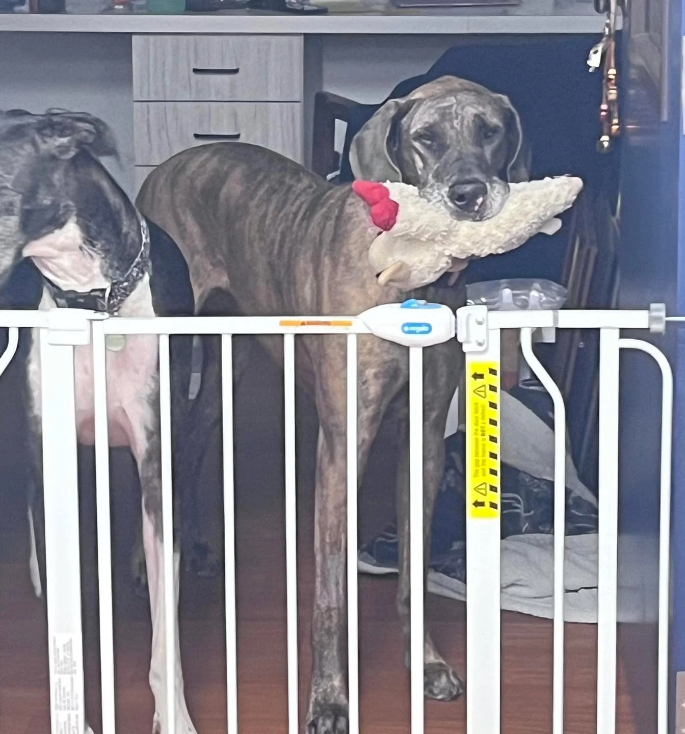 Dr. Parker&rsquo;s Great Dane, Zara, reporting for duty as  Chief Emotional Support Lamb Wrangler. 🐑💼 She&rsquo;s here to remind everyone that a good snuggle toy can fix just about anything! 💙

#HicksAnimalClinic #ClinicCrew #VetLife #GreatDaneLif