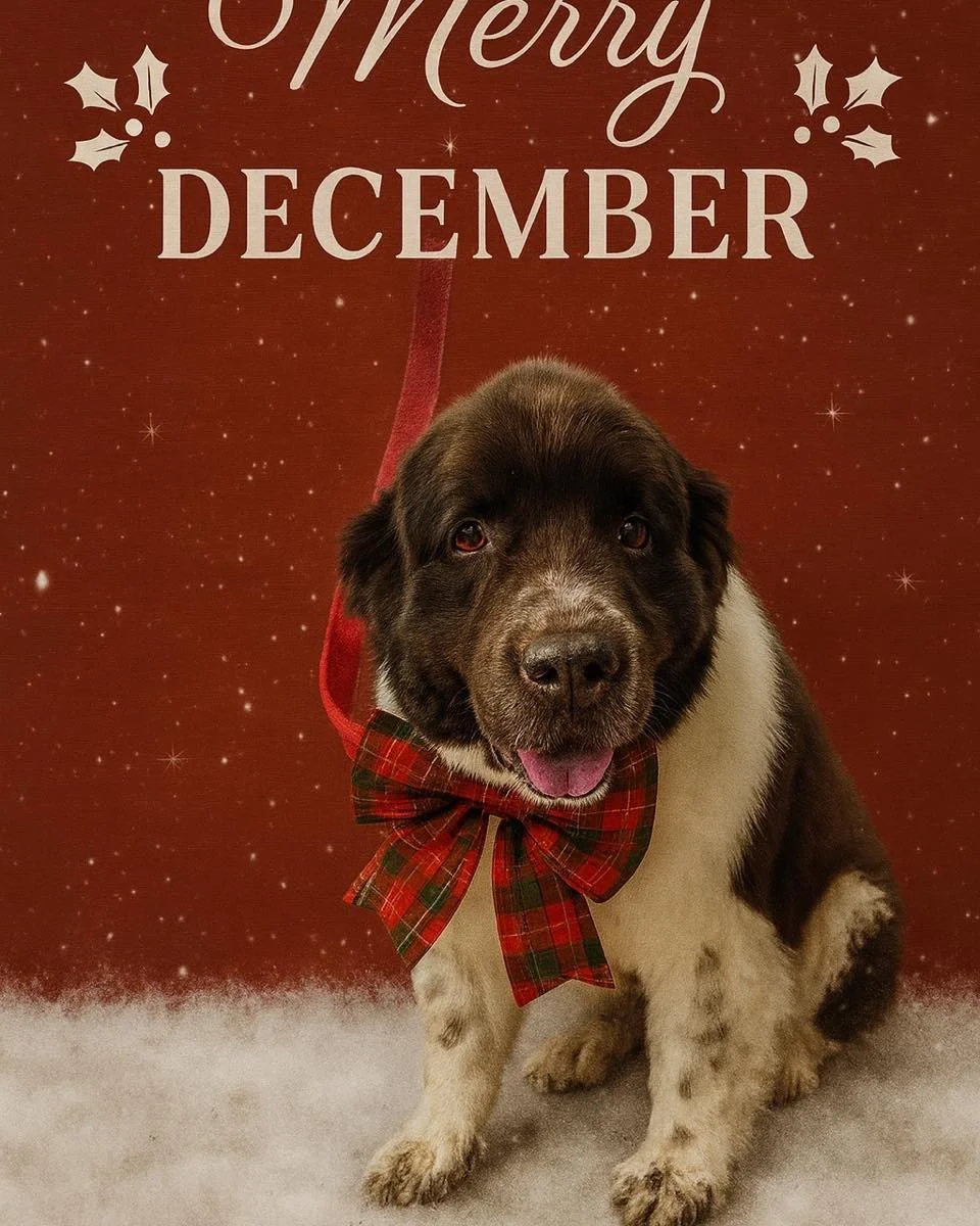 Mabel has reviewed the December schedule and decided it will now consist of:
1️⃣ Snacks
2️⃣ Naps
3️⃣ Looking fabulous 🎀

Happy December from your favorite diva at Hicks Animal Clinic! ❄️🐾

#MerryDecember #HicksAnimalClinic #MabelTheQueen #HolidayPe