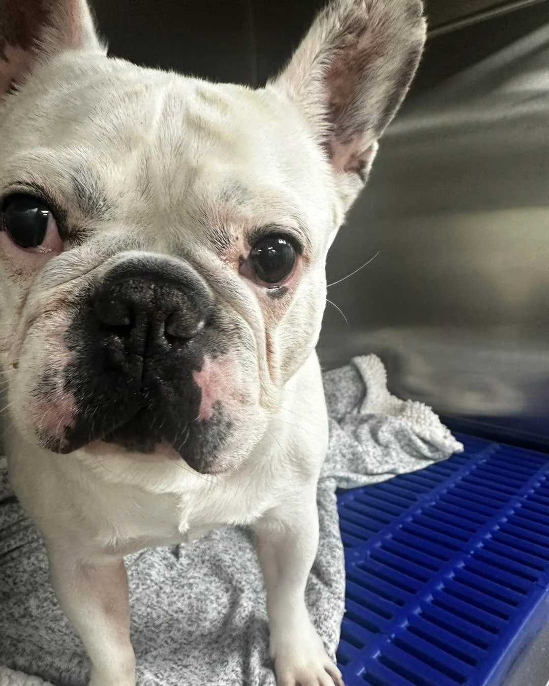 ❄️🎄 Jackson&rsquo;s Jolly Dental Day!
This festive little marshmallow came in to get his teeth sparkling just in time for Santa Paws.✨🦷
He&rsquo;s officially on the Nice List&mdash;fresh breath and all!
#DecemberAtHicks #HolidaySmiles #DentalDay #S
