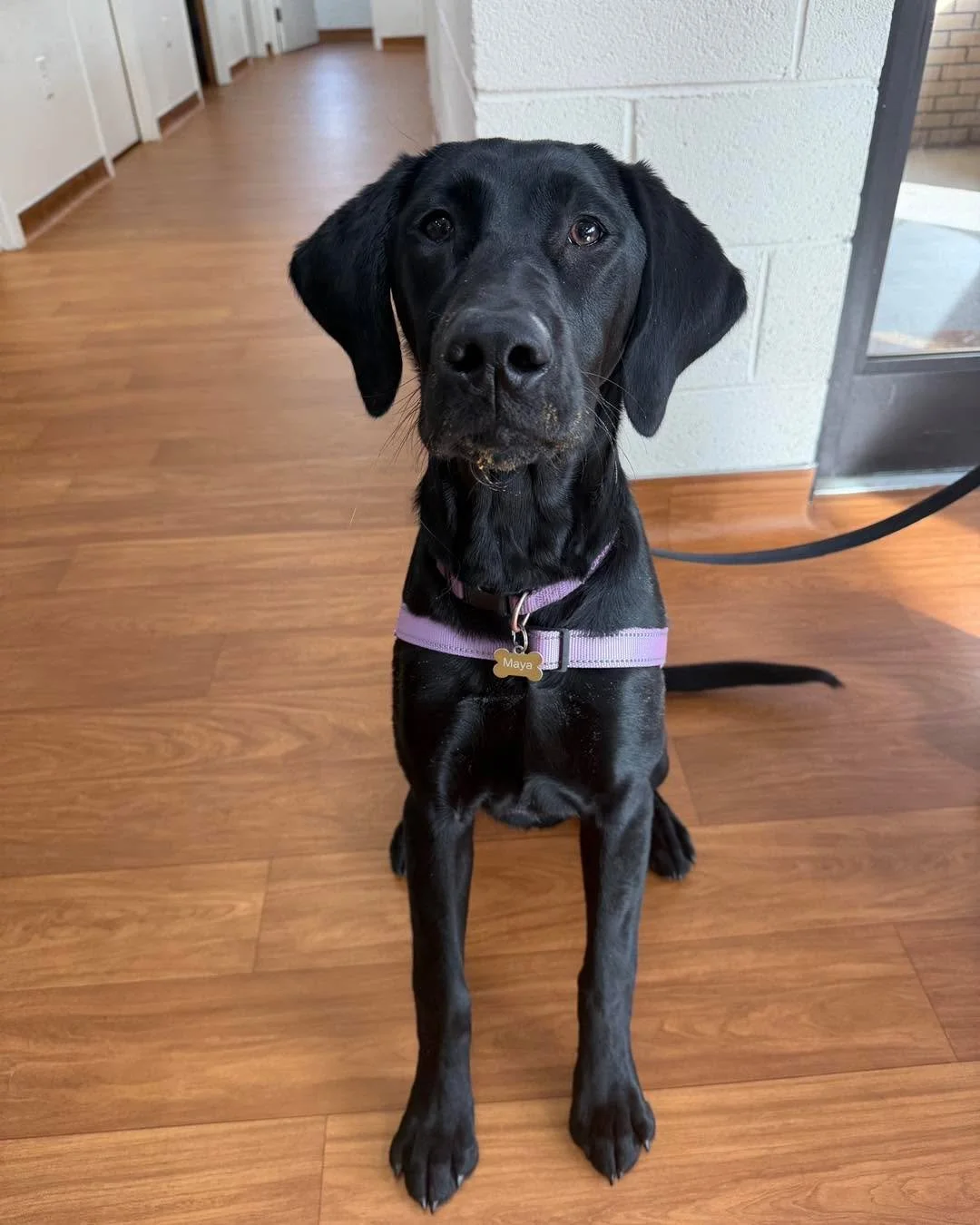 Maya came in today and would like everyone to know the pup cheese was a 10/10 ⭐️
Would she come back just for the cheese? Absolutely. No regrets. Zero crumbs left. 🧀🐶

Hashtags:
#PupCheeseApproved #SnackMotivated #MayaTheFoodie #CheeseTaxPaid #VetV