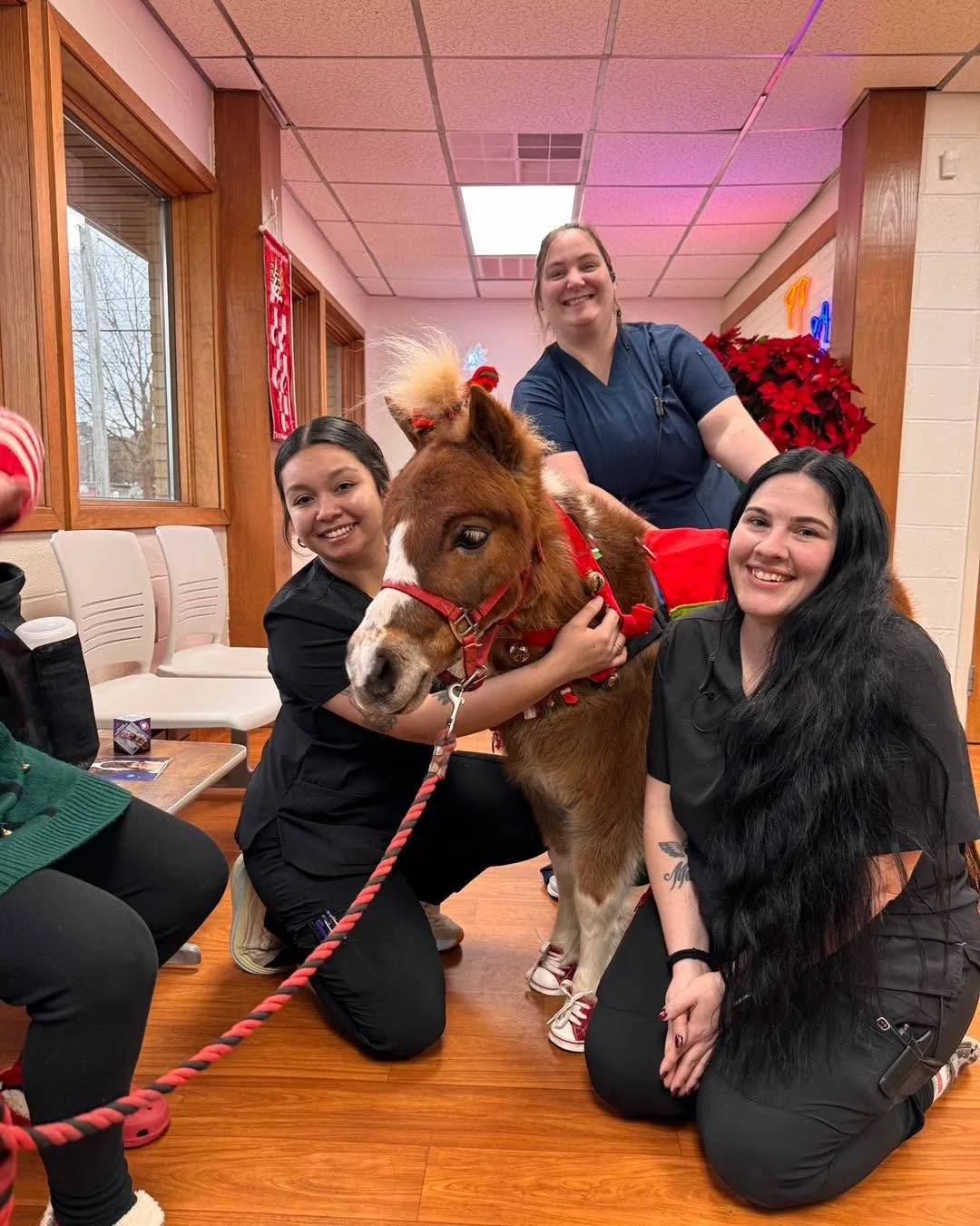 We had an unexpected guest stop by! 🎄🦄
Miss Freckles trotted into Hicks Animal Clinic to wish everyone a Merry Christmas&mdash;and completely sleighed our hearts. Tiny hooves, big holiday spirit, and 10/10 festive vibes. ❤️✨

#MissFreckles #PonyUne