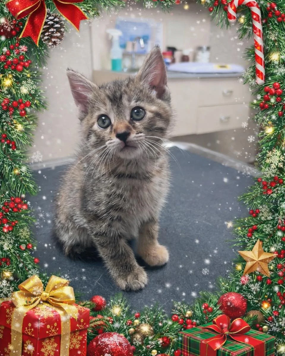 Santa Paws says: look, don&rsquo;t chew 🎅🐾
Talia wants to remind everyone that ornaments, tinsel, ribbon, and tree cords are not kitten toys &mdash; even if they sparkle! Keep decorations kitten-safe this holiday season 🎄

#HicksAnimalClinic #Chri