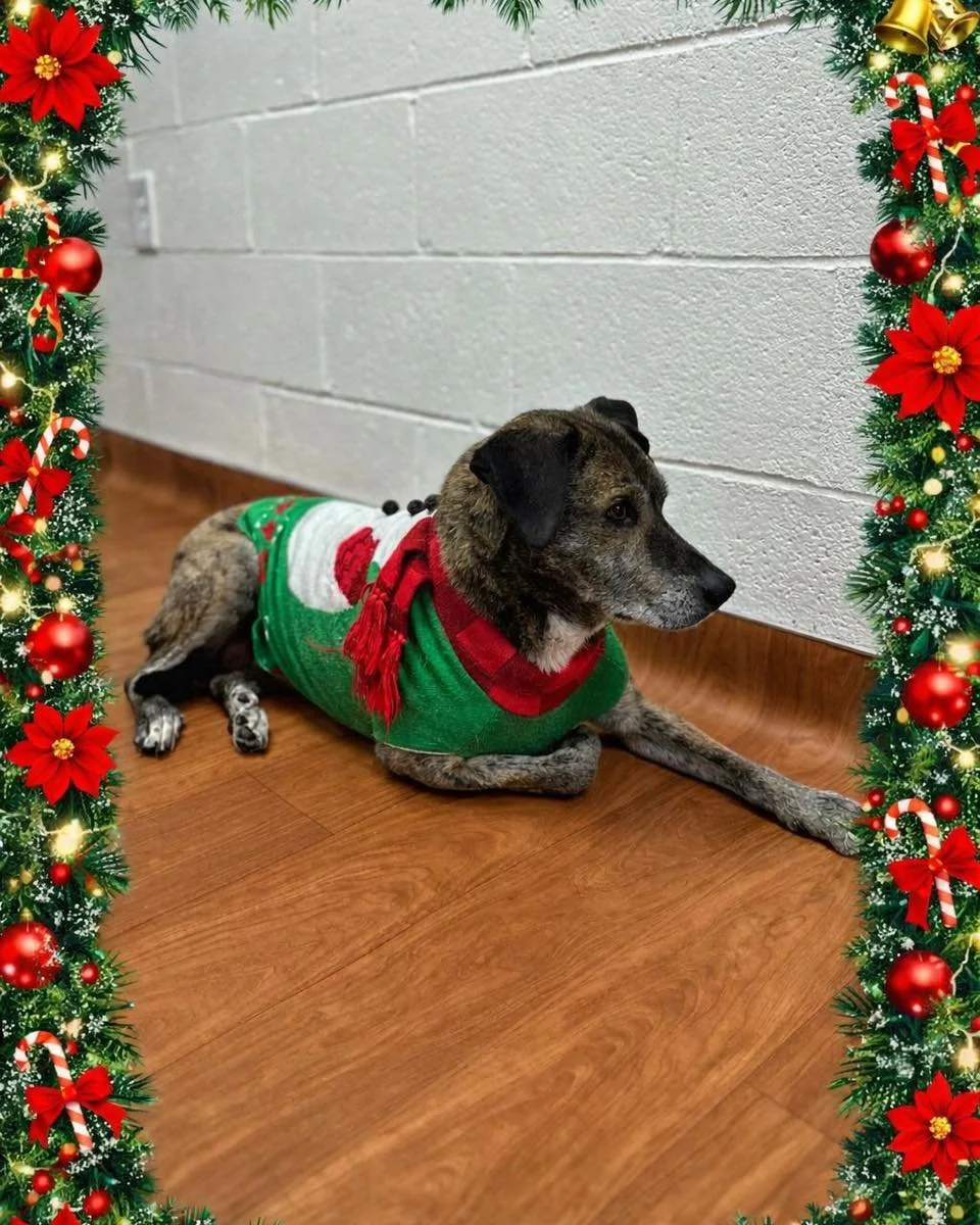 All wrapped up in Christmas cheer 🎄🐶
Sage and the entire Hicks Animal Clinic team wish you a very Merry Christmas! Thank you for trusting us with your pets and allowing us to care for your furry family members. We&rsquo;re so grateful for each and 