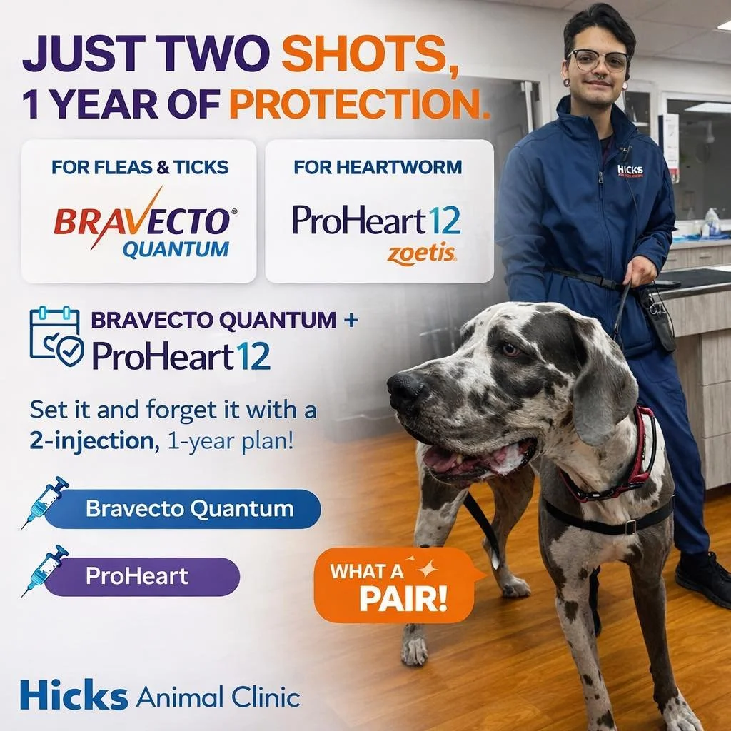 🐶💉 Two pokes. One year. ZERO monthly reminders.

At Hicks Animal Clinic, we&rsquo;re loving the power duo:
✨ Bravecto Quantum + ProHeart ✨

✅ 12 months of flea &amp; tick protection
✅ 12 months of heartworm prevention
✅ Just 2 injections for a full