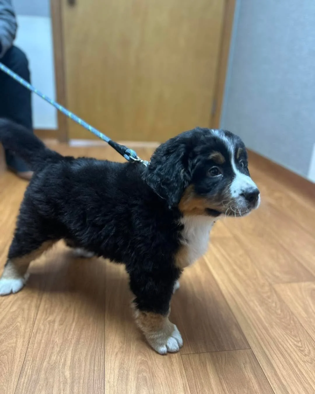🐾 Cosmo&rsquo;s got one rule: healthy pups = happy pups! 🐶💛

Puppy wellness visit = check ✅ cuddles ✅ tail wags ✅
Because nothing beats a happy, healthy fluffball! 🩺✨

Bring your fur babies in&mdash;wellness never looked this cute. 😍

#PuppyWell