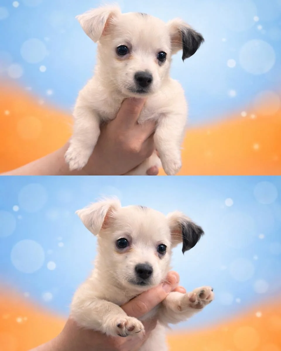 First vet visit ✔️
Tiny paws ✔️
Absolutely no idea what&rsquo;s going on ✔️😂

Stephanie stopped by for her very first puppy wellness visit and officially won the &ldquo;cutest patient of the day&rdquo; award. Puppy wellness visits help us make sure 