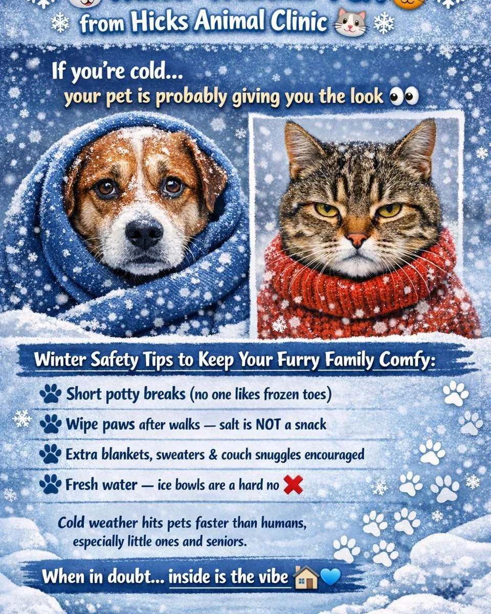 ❄️🐶 Winter Weather PSA from Hicks Animal Clinic 🐱❄️

If you&rsquo;re cold&hellip; your pet is probably giving you the look 👀

Winter safety tips to keep your furry family comfy:
🐾 Short potty breaks (no one likes frozen toes)
🐾 Wipe paws after w