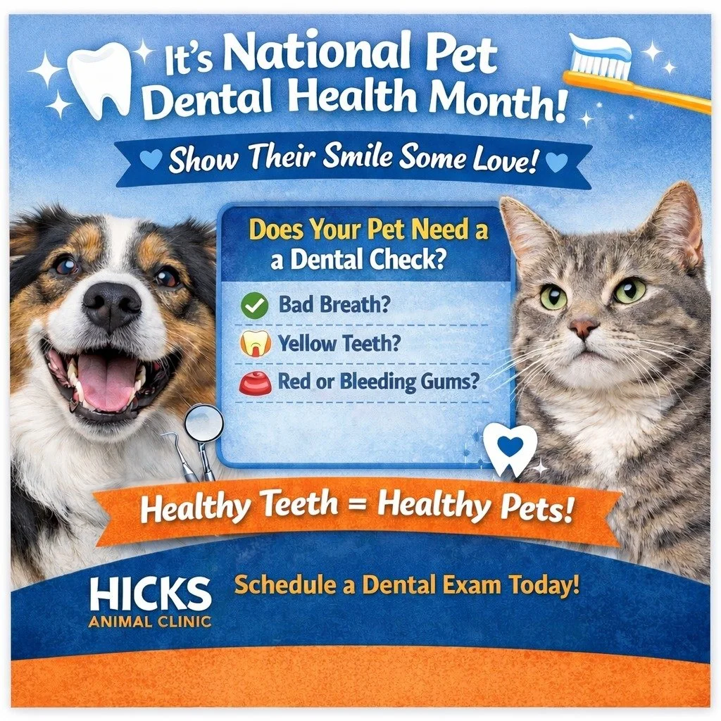 🦷✨ February is Veterinary Dental Month! ✨🦷

It&rsquo;s officially time to show your pet&rsquo;s smile some love! 💙🐾

Dental disease is one of the most common (and most overlooked) health issues in pets&mdash;and it can lead to pain, infection, an
