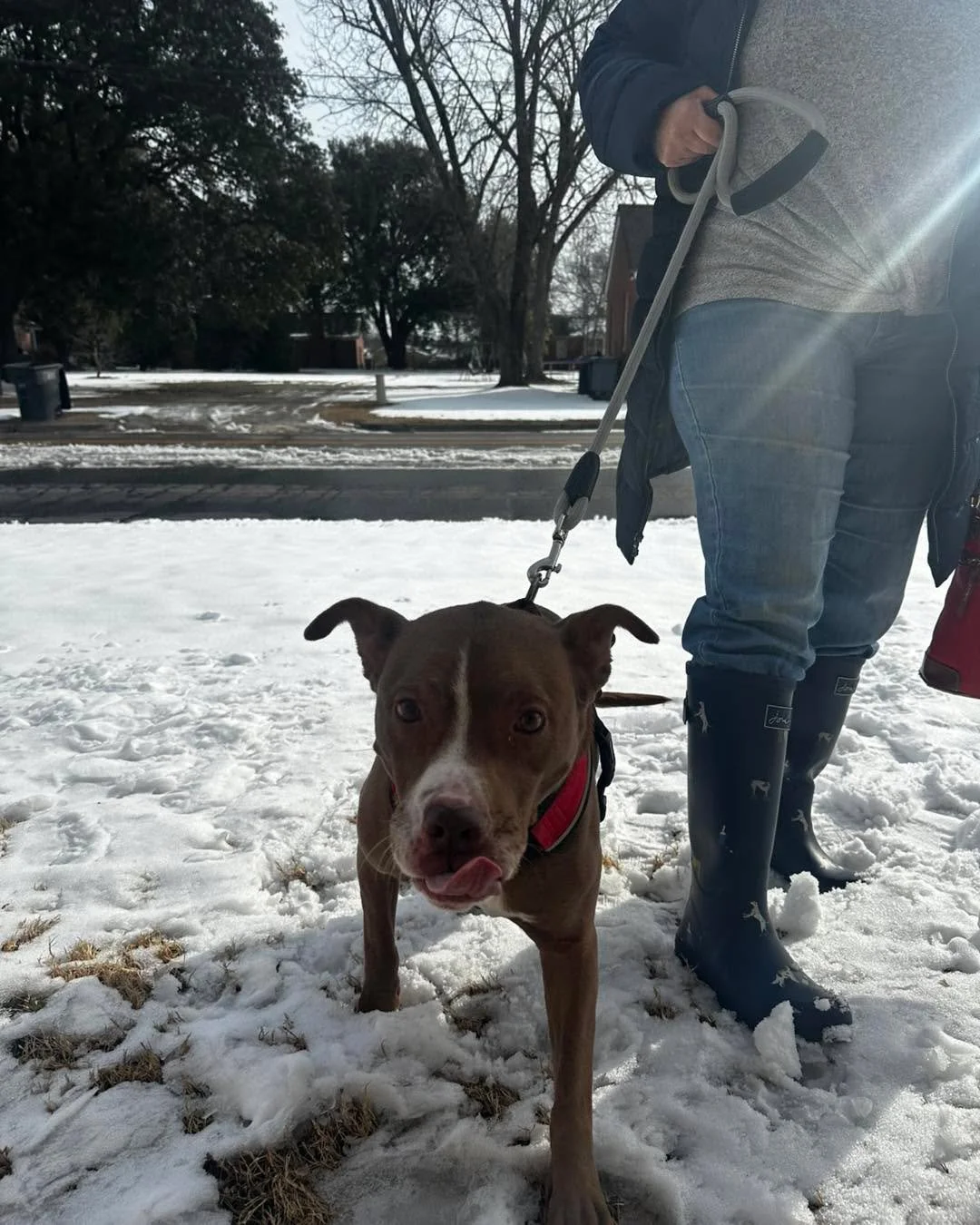 ❄️🐾 Snow day? Sasha said &ldquo;I&rsquo;m still going!&rdquo; 🐾❄️

Sasha and her mom came in today bundled up and braving the cold like absolute champs 💪🥶
And can we talk about those iconic dog boots?! 👢✨

We love our tough pups (and tougher pet