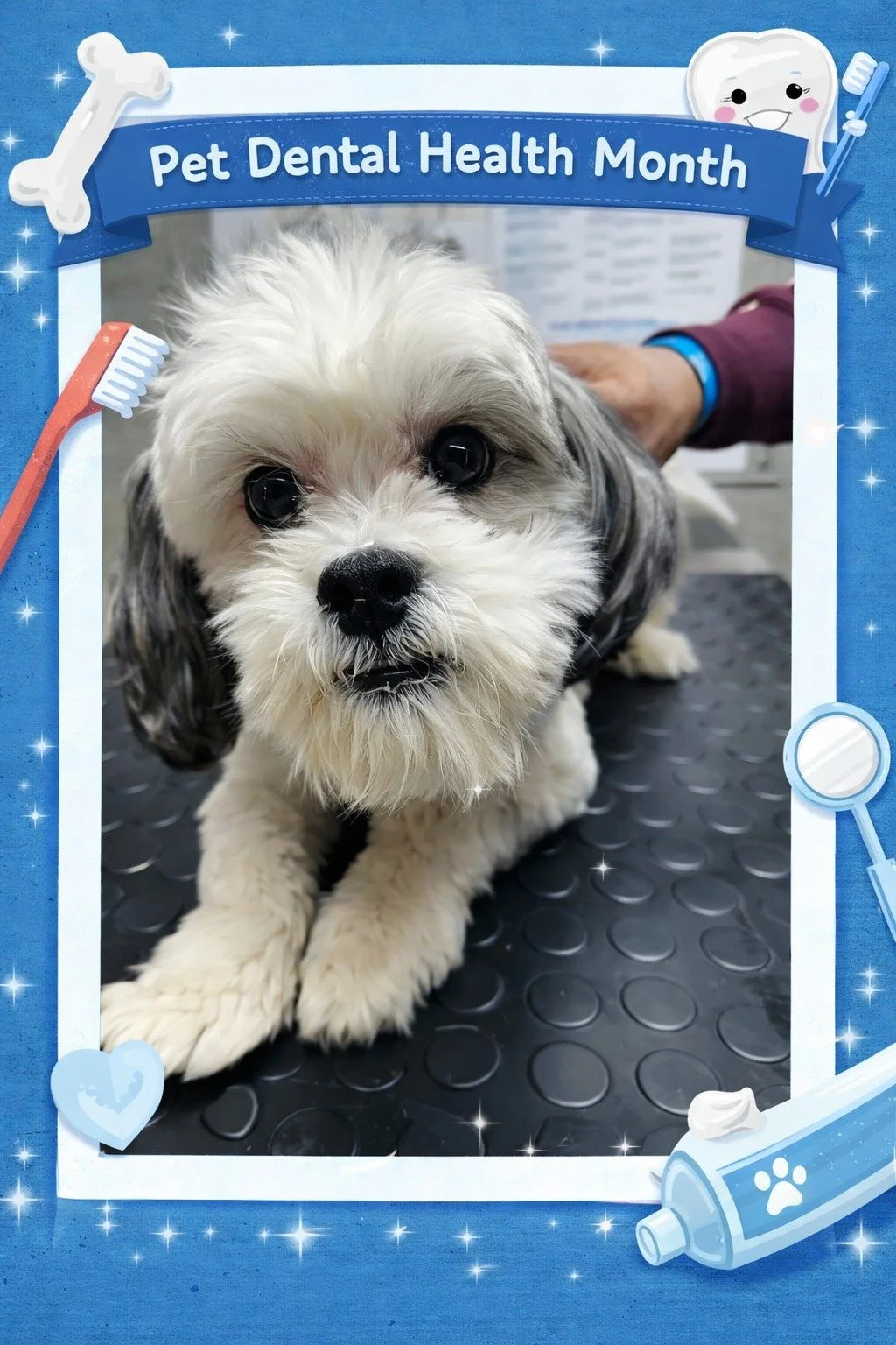 🦷✨ It&rsquo;s still Pet Dental Health Month, and healthy smiles mean happier, longer lives!
Dental disease doesn&rsquo;t just cause bad breath, it can affect your pet&rsquo;s heart, kidneys, and overall health.

If your pet hasn&rsquo;t had a dental