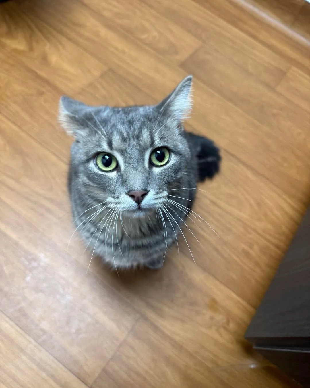 Those eyes. That face. That Pearl Jam stare. 🐾💚

When your pet looks at you like this, you know you&rsquo;d do anything to keep them happy and healthy, and we&rsquo;re here to help you do just that. From wellness exams to snuggles (the very profess