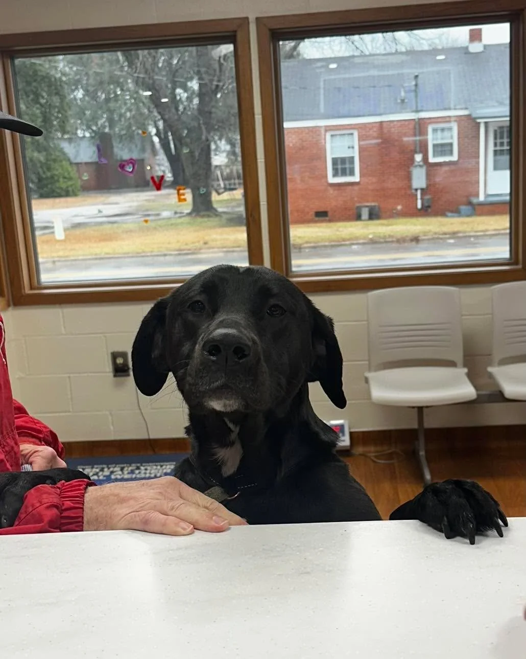 🚨 FRONT DESK ALERT 🚨

Maggie would like to speak to the manager&hellip; about the treat policy.

She checked herself in, placed both paws on the counter, and is requesting unlimited snacks and zero thermometers. We told her we&rsquo;d &ldquo;look i