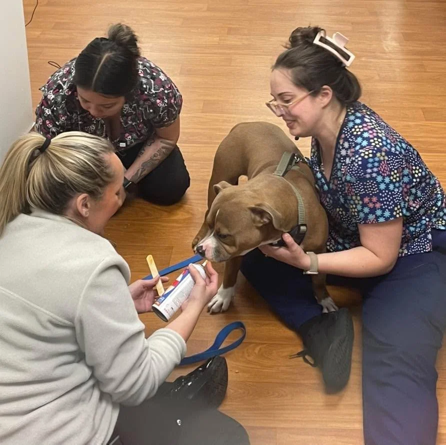 Sweet Koda is learning that nail trims aren&rsquo;t so scary after all&hellip; especially when peanut butter is involved! 🐾🥜💙

A little teamwork, a lot of love, and one very tasty distraction makes for a stress-free spa day. Way to be brave, Koda!