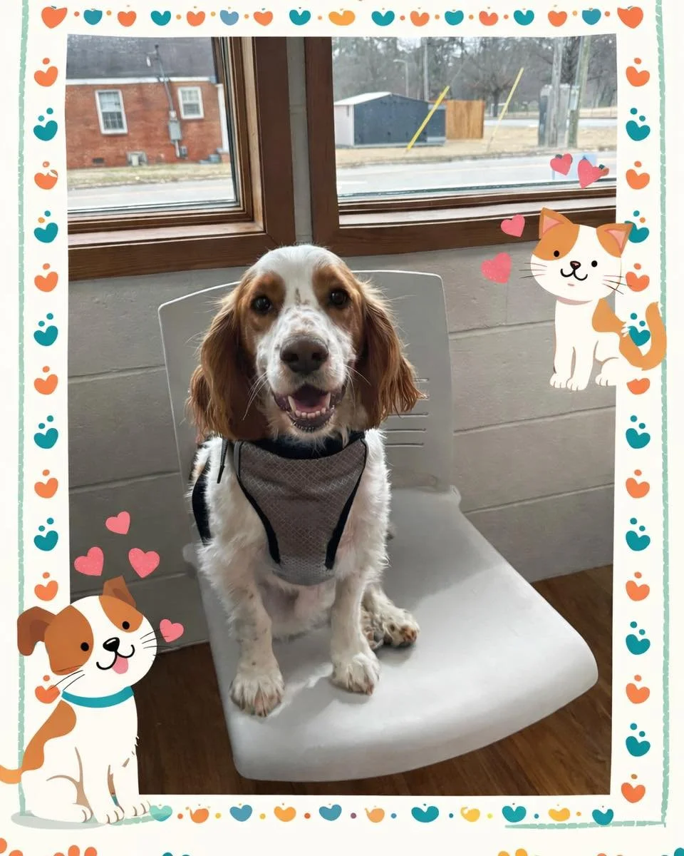 Charlie came to see us and absolutely stole the show! 🐾💙

Those sweet eyes, that happy smile, and the BEST sitting manners on display, we&rsquo;re pretty sure he knows how handsome he is! 😍 Thank you for letting us love on this sweet boy while he 