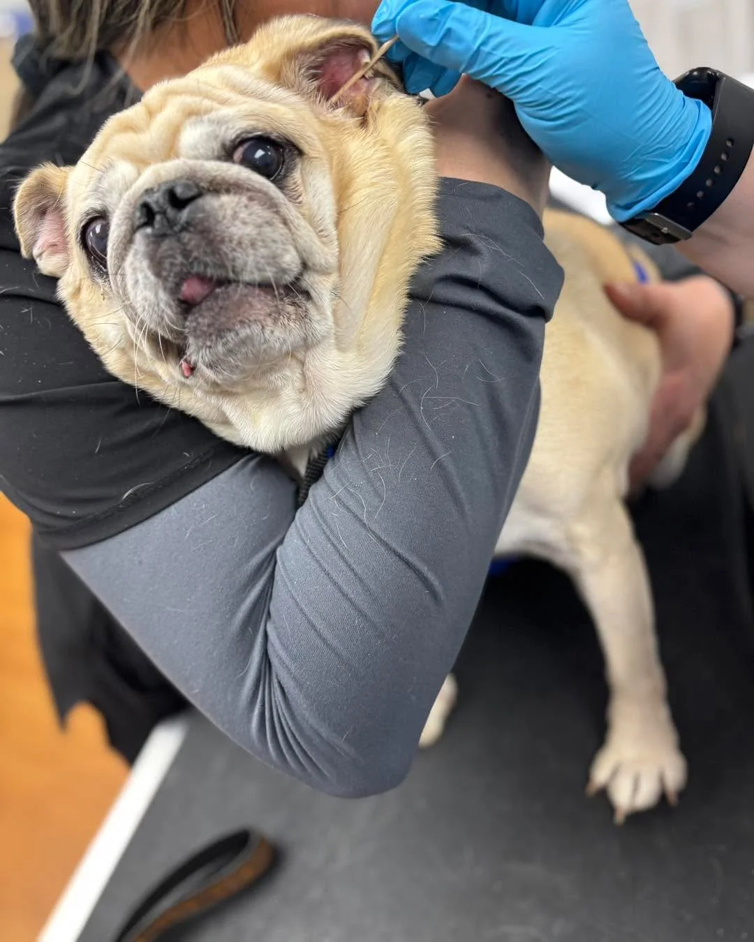 When you thought you were coming in for a spa day&hellip; but it turns out to be an ear inspection. 😅🐾

That face says, &ldquo;I did NOT approve this plot twist.&rdquo;

Don&rsquo;t worry, sweet baby, ear checks are quick, gentle, and followed by p