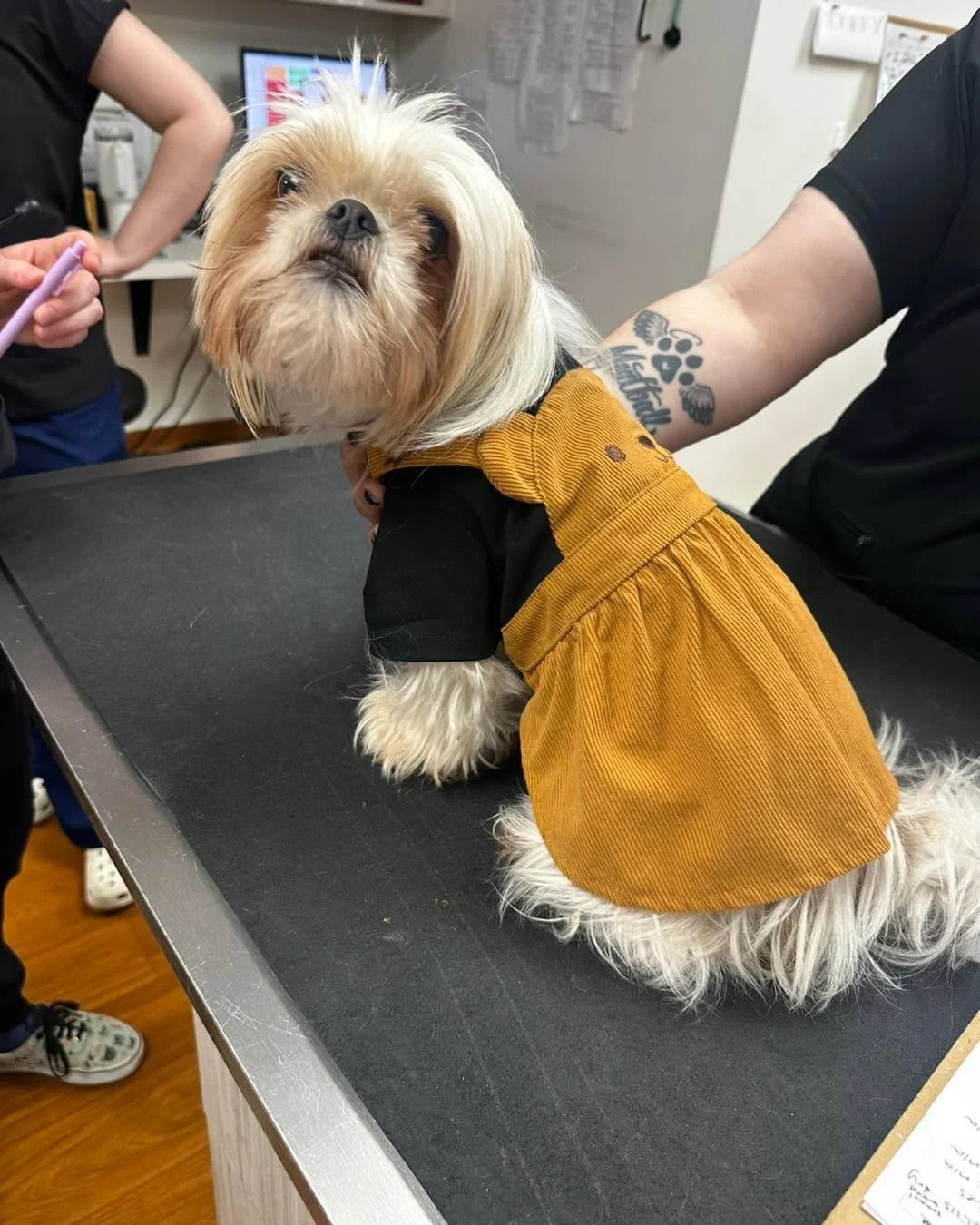 Dutches understood the assignment today. 🍂🐾
Cute outfit ✔️
Fresh hair ✔️
Attitude ✔️

#HicksAnimalClinic #ClinicFashionista #DogStyle #PupOfTheDay #TooCute