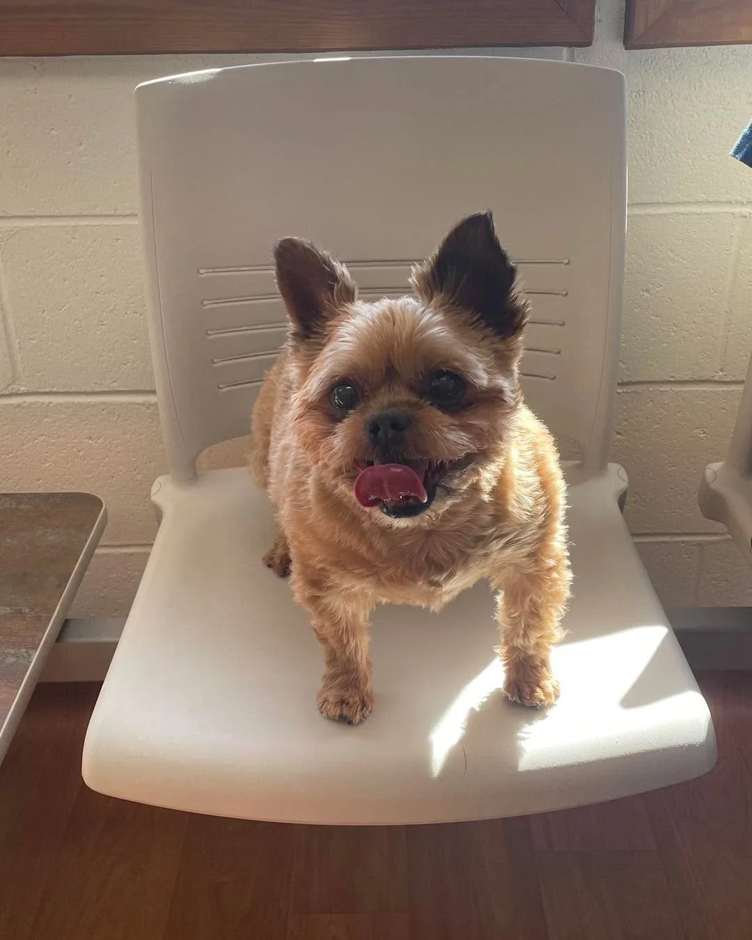 Bruno stopped by for his Cytopoint shot today and said &ldquo;itch ya later!&rdquo; 🐾😄 Look at that happy face! No more scratchy days for this sweet boy!

✨ Cytopoint Spotlight
Fast-acting allergy relief that keeps the itch away for weeks = more ta