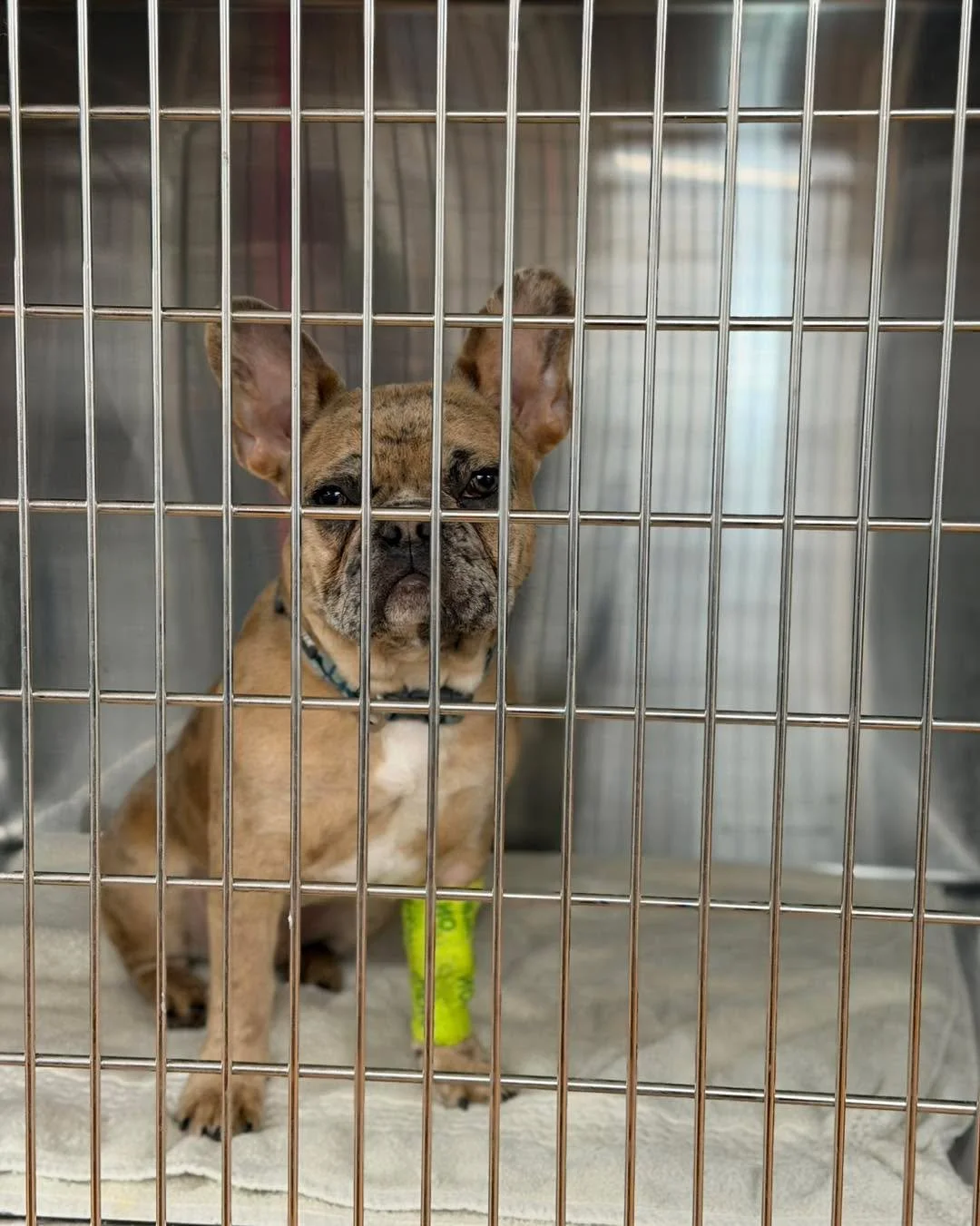 Today&rsquo;s brave little patients: three Frenchie brother-and-sister cuties are getting spayed and neutered! 🐾💙💗

They came in as a tiny squad, full of snorts, wiggles, and &ldquo;wait&hellip; what is happening here?&rdquo; energy. They may not 