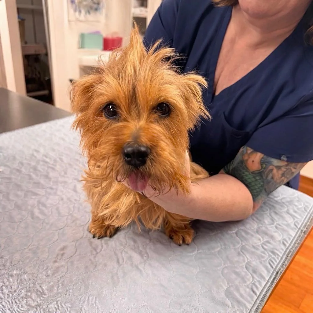 Maple came in rocking the cutest little mohawk like she knew she was the star of the day. 😂🐶💛 Scruffy, spunky, and fully committed to the look, she served big attitude in one tiny package. Honestly, we don&rsquo;t know who styled it, but we&rsquo;