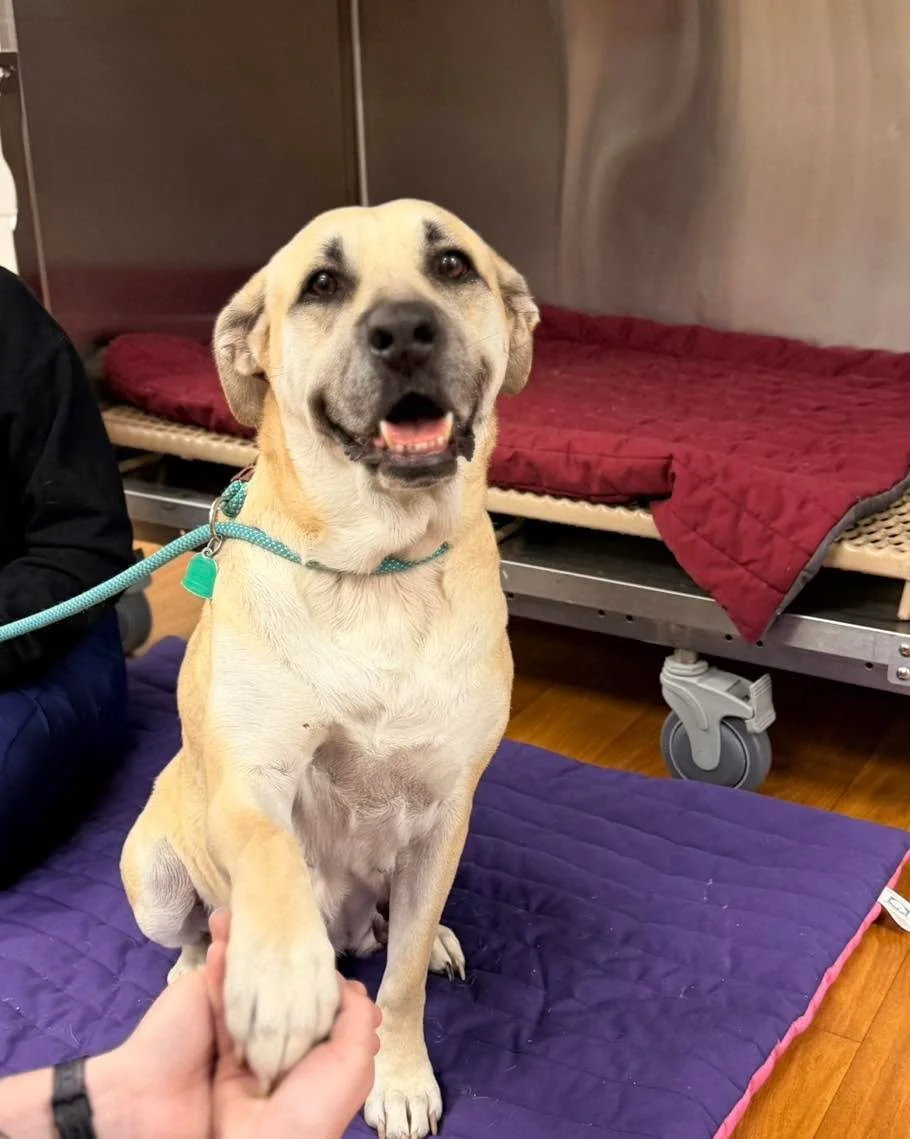 Maxi is officially accepting applications for &ldquo;Best Paw-shaker Ever&rdquo; 🐾💼

This sweet girl stopped by for some TLC and decided the real appointment was to steal hearts (and maybe a few treats). She&rsquo;s got the softest eyes, the warmes